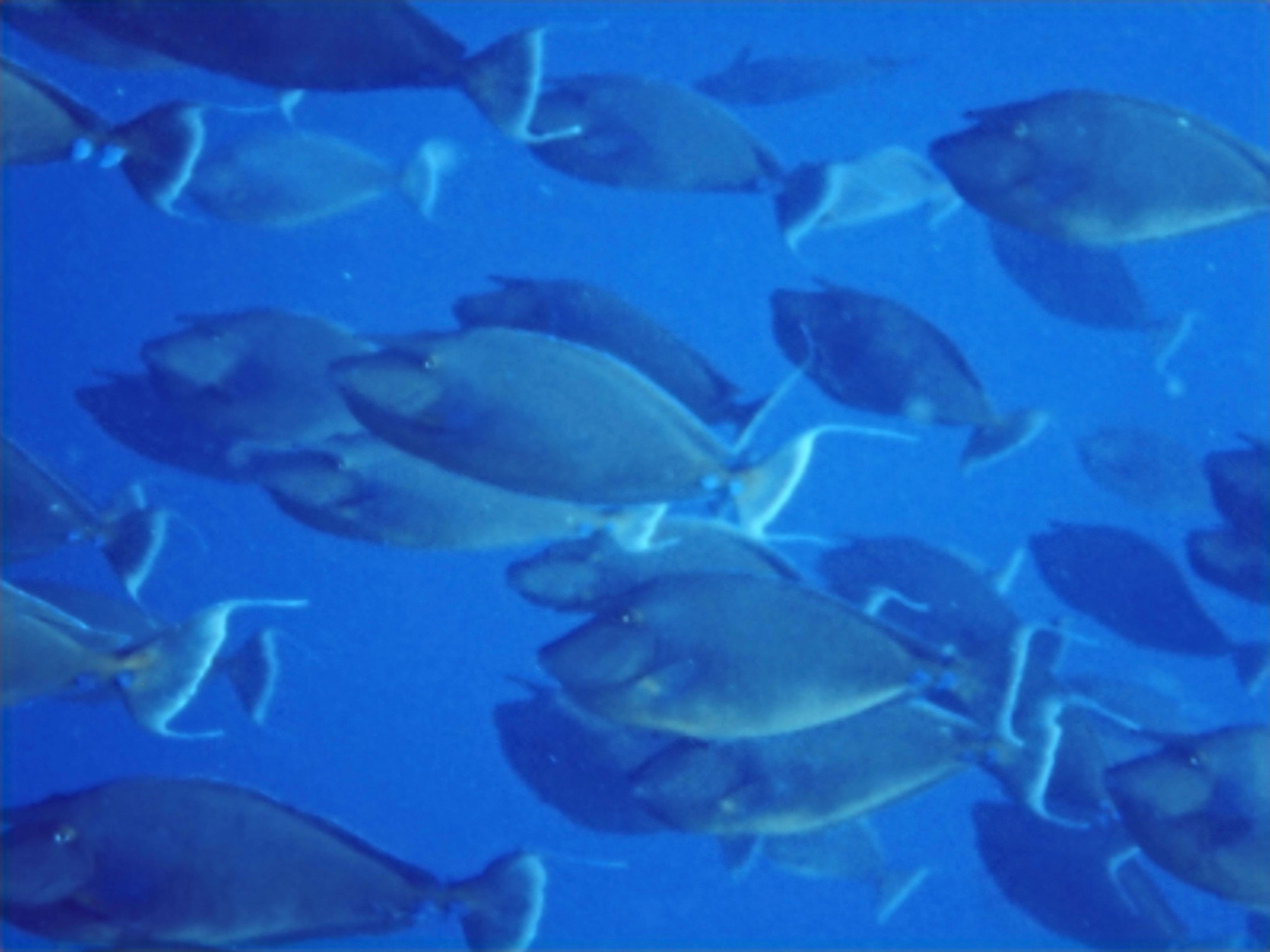 Multi-Gas Dive