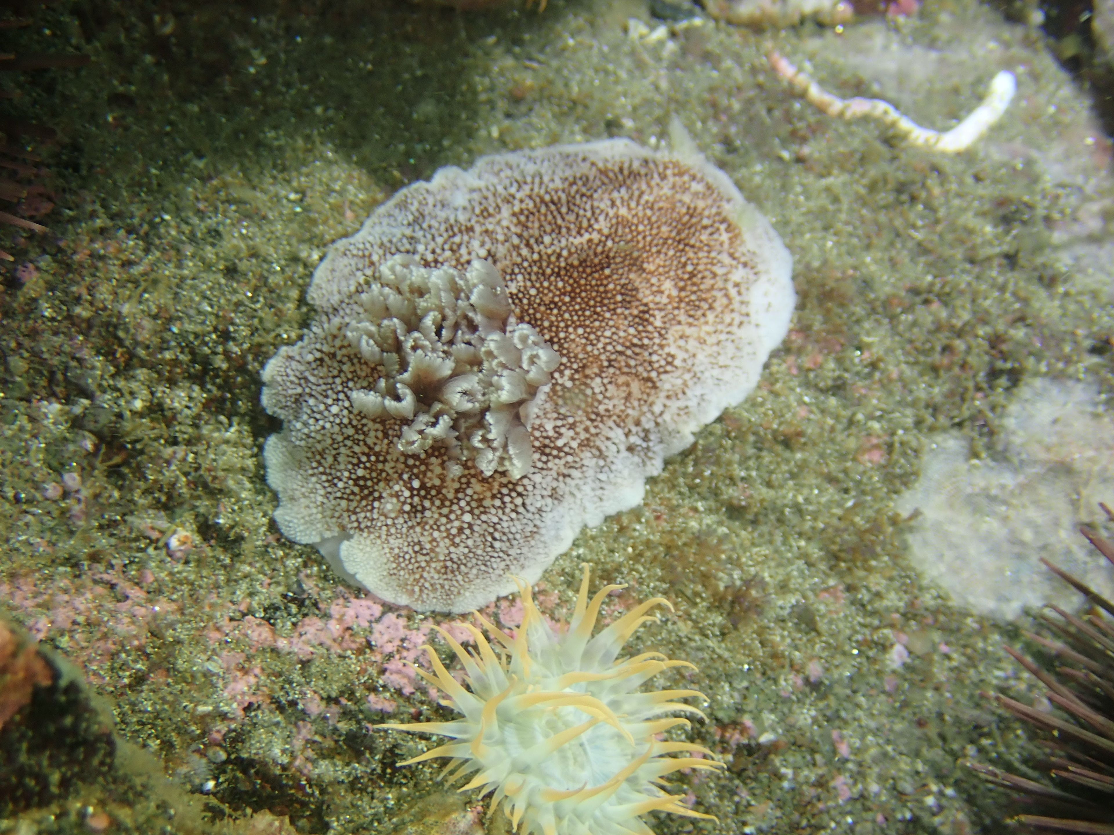 Post at El Chuncho - Pucusana