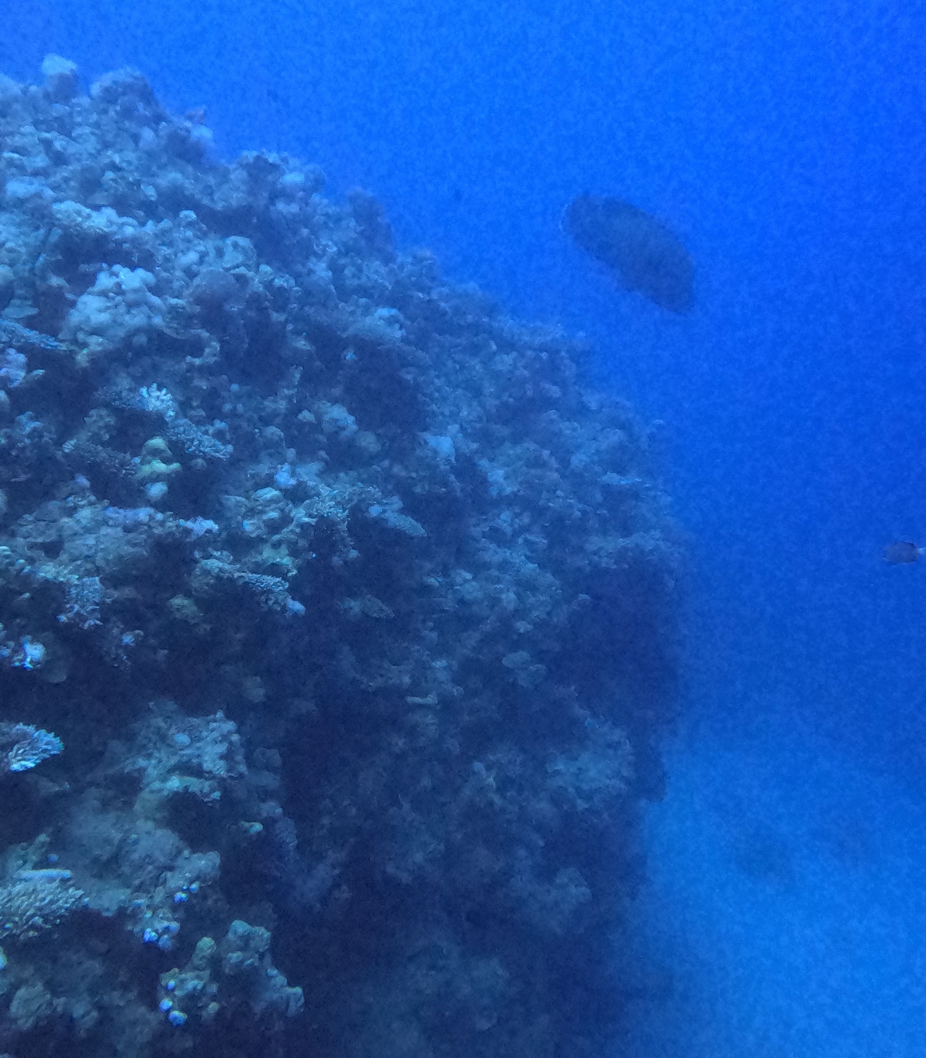 Oceanic+