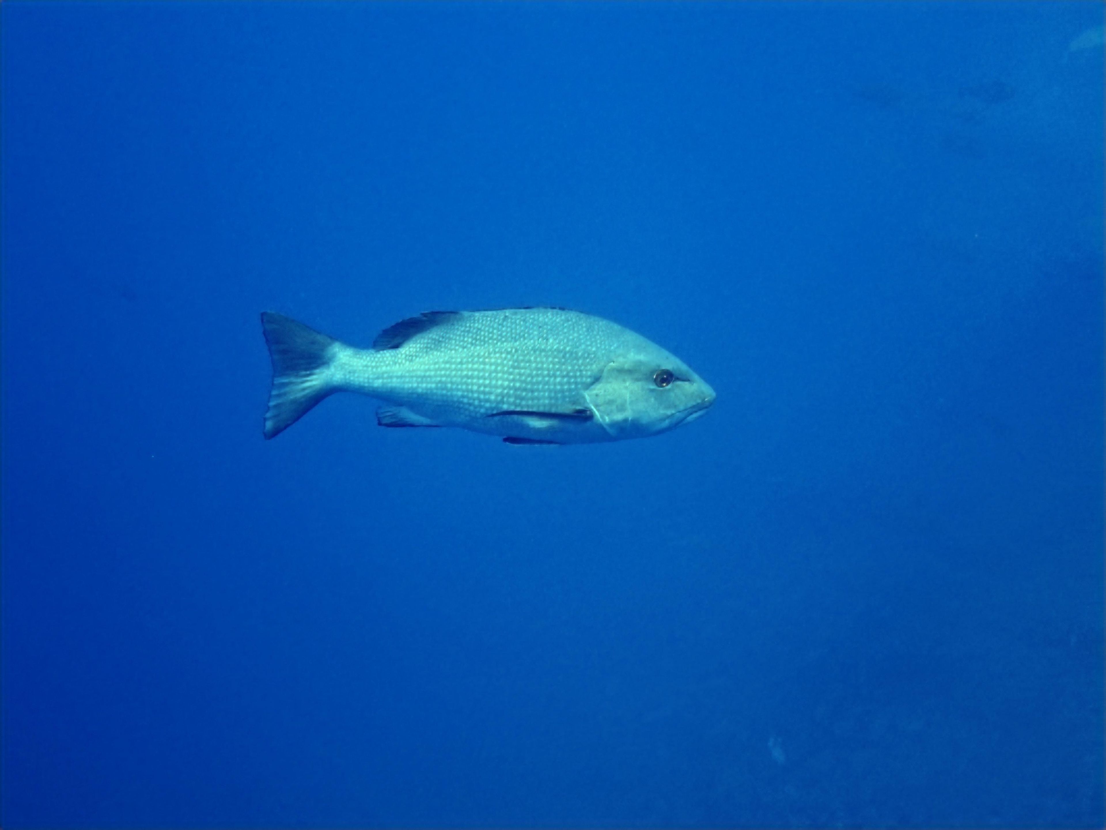Sharm El Sheikh Multi-Gas Dive