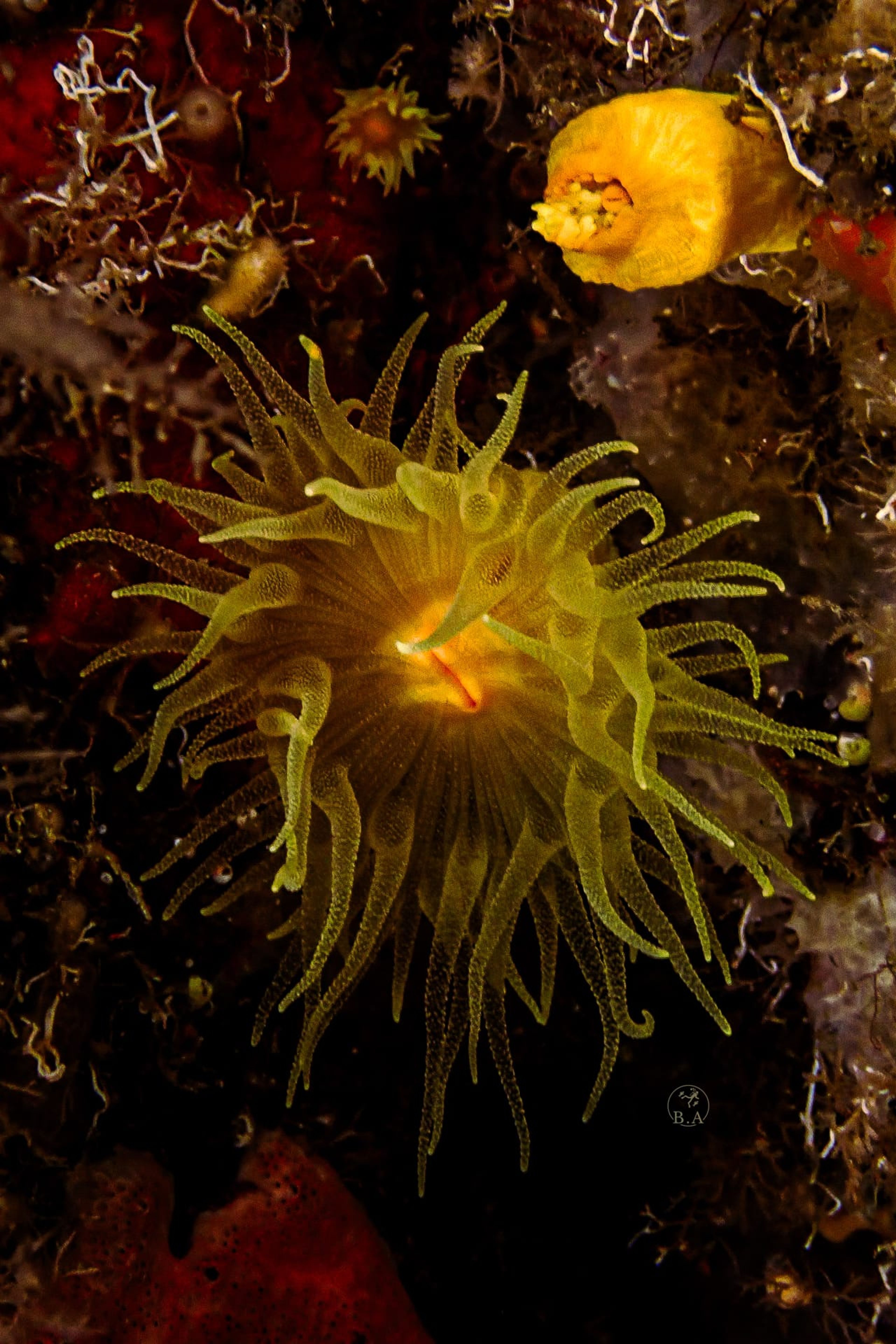 Scuba diving at Gruta Lagosteira