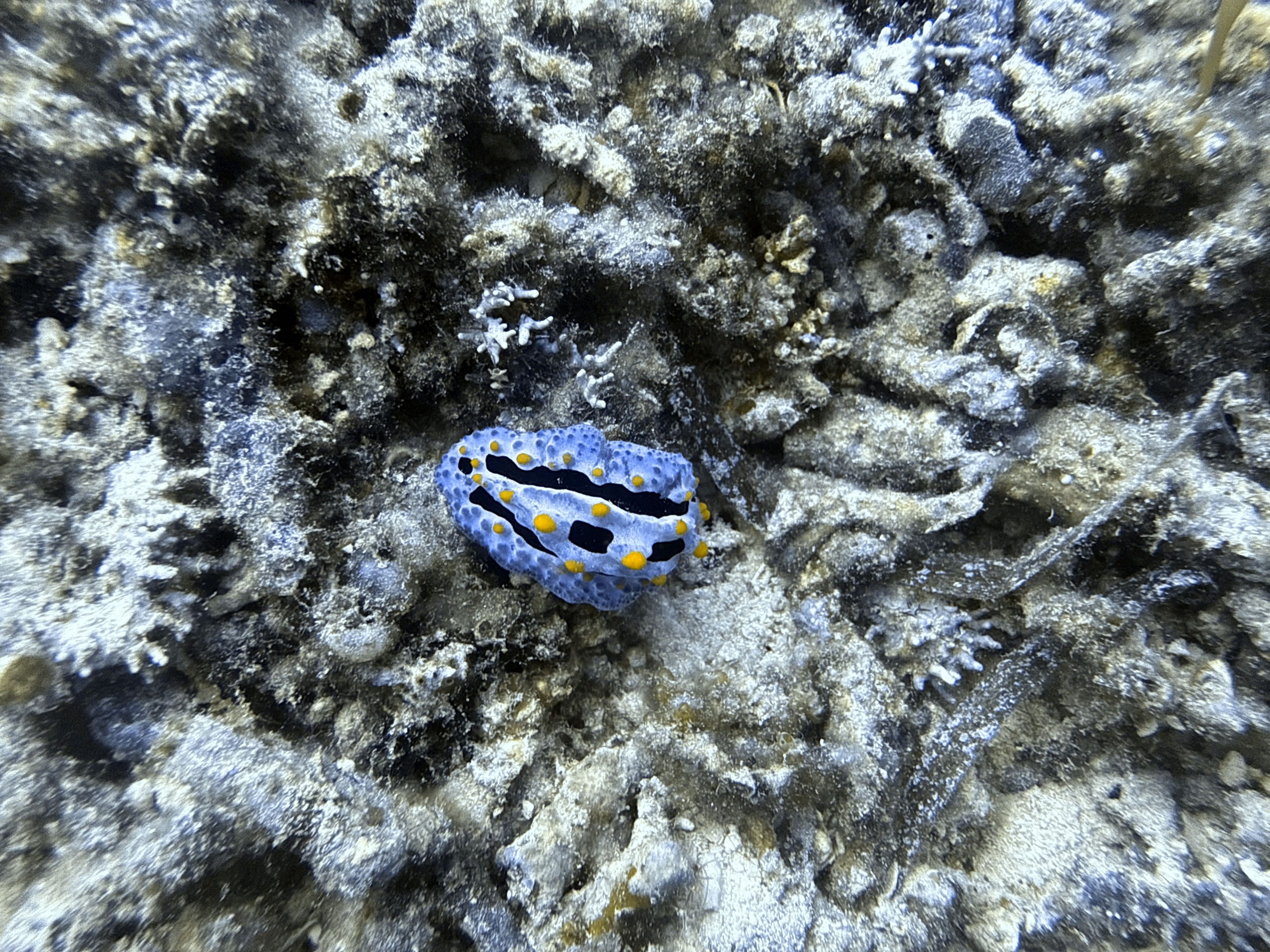 Nalusuan Island Marine Sanctuary