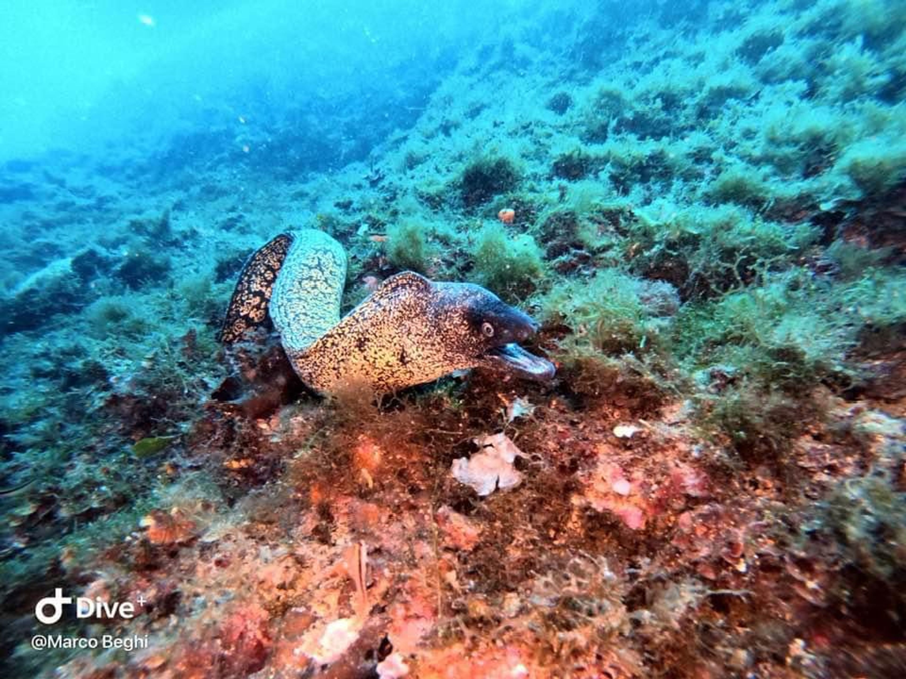 Secca Isuela, M.te Portofino, GENOVA