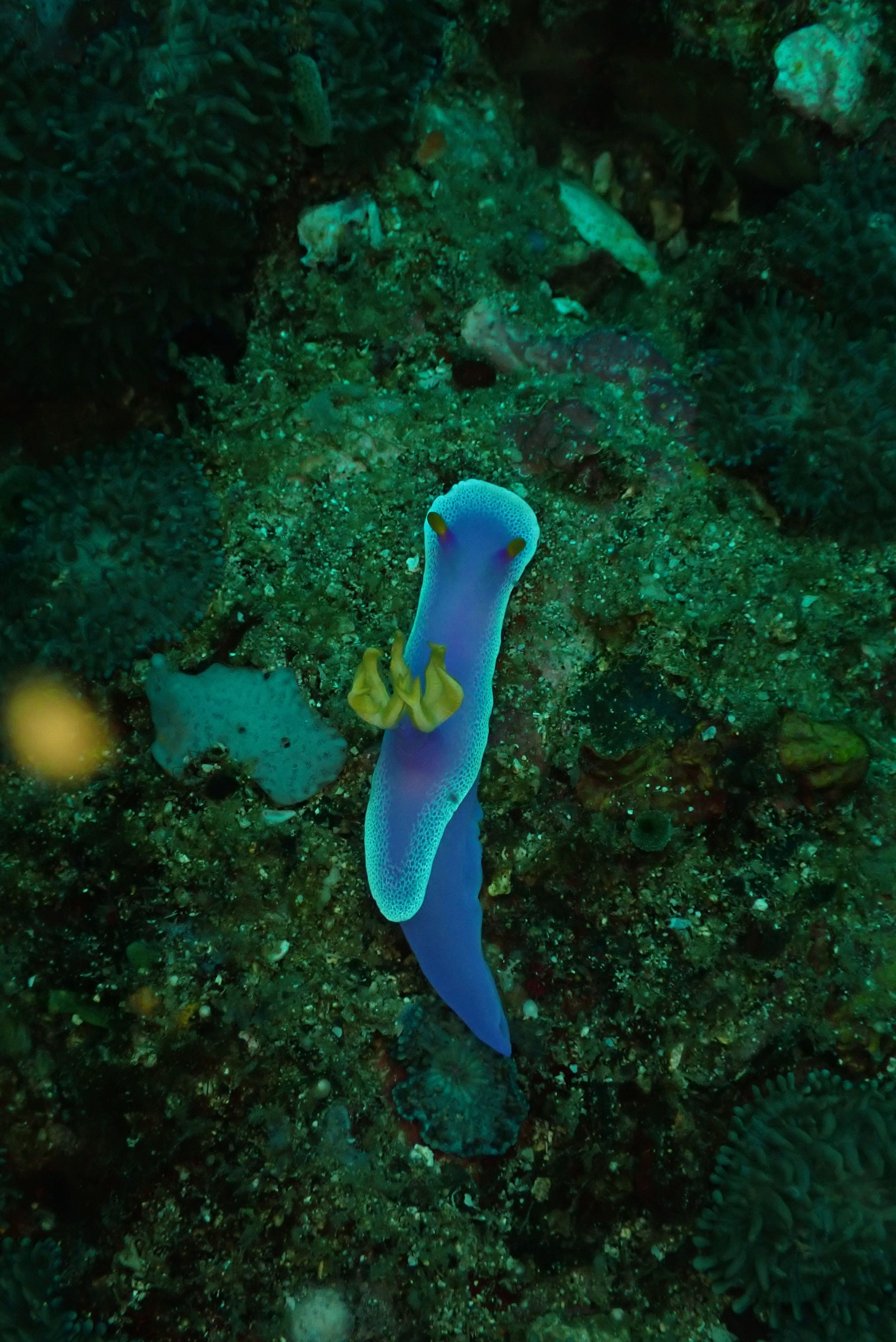 Scuba diving at Aquaventure Reef Club Shipwreck