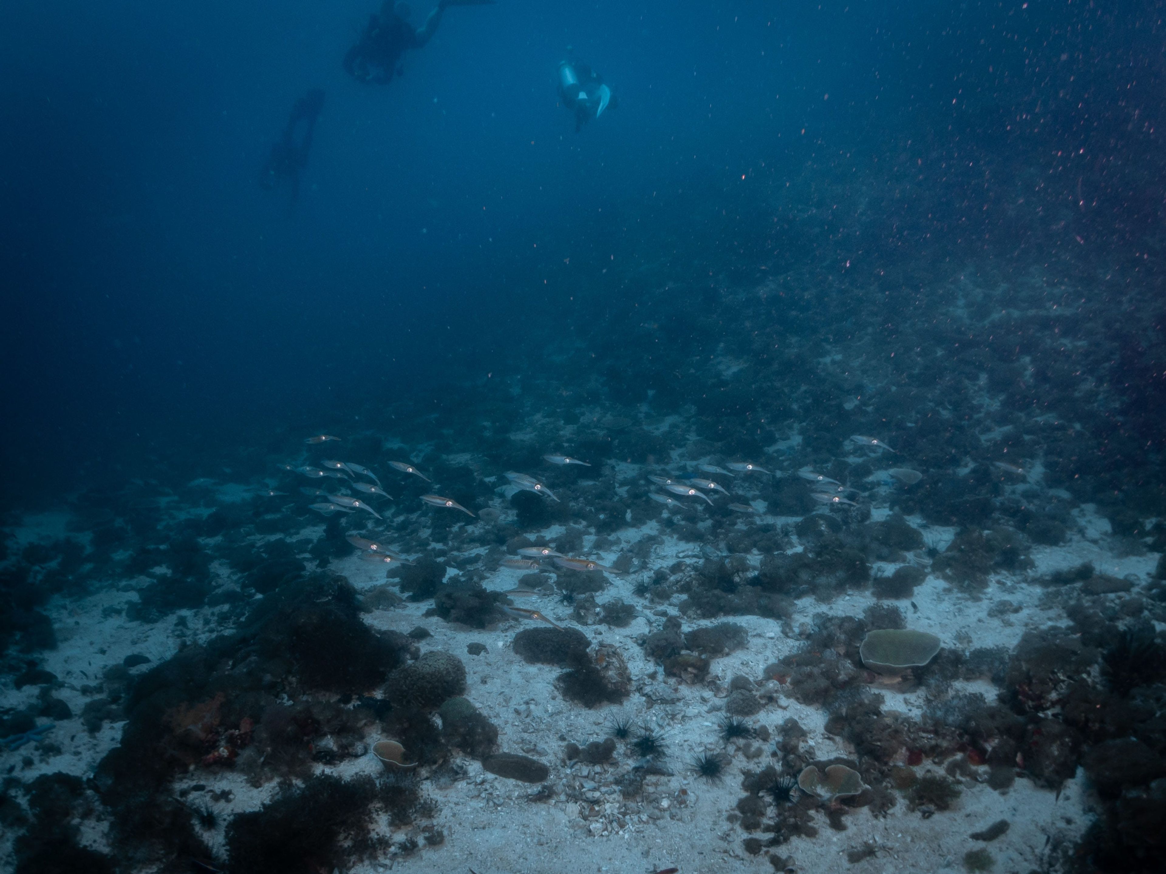 Malapascua Gato Island - South side