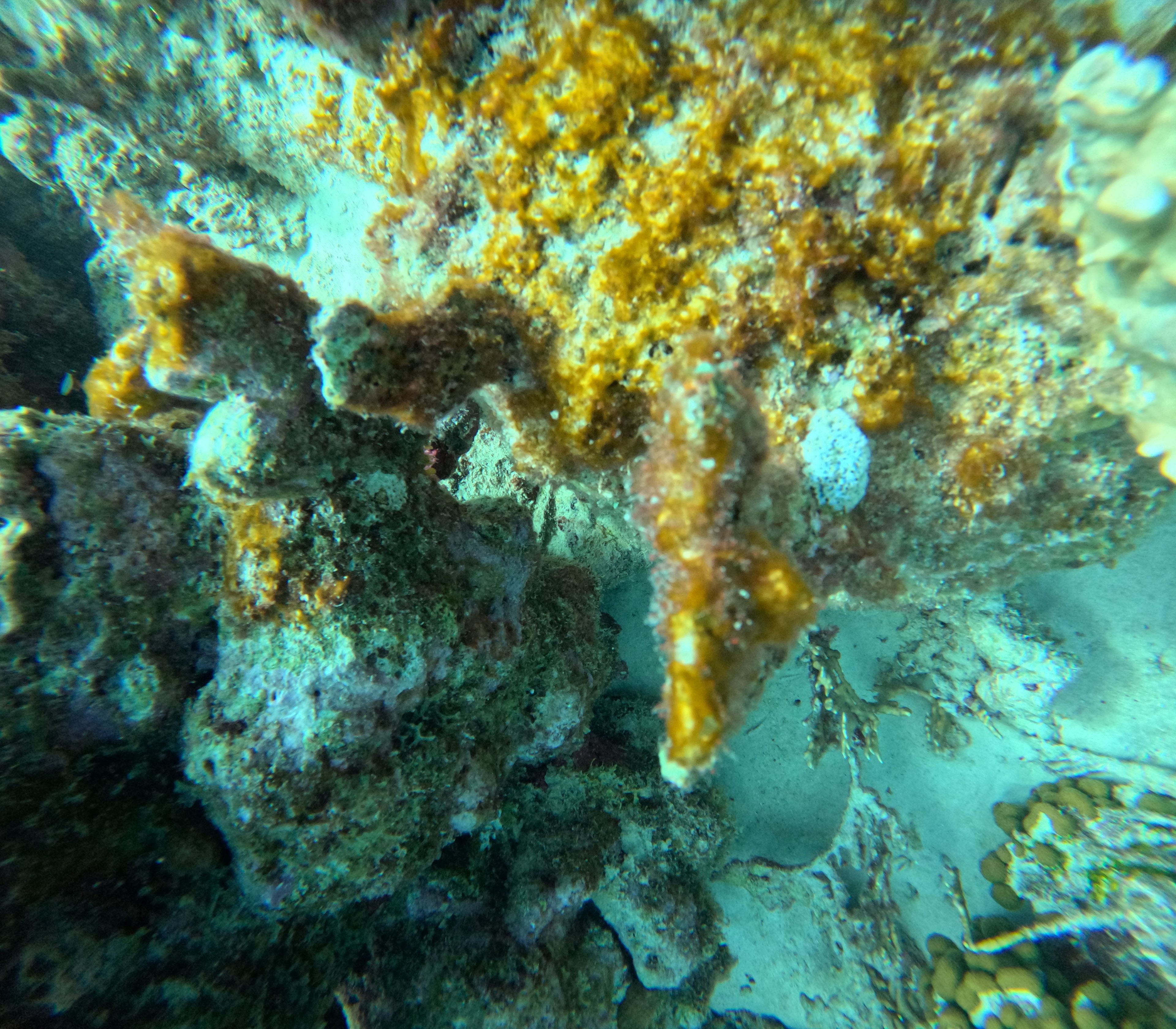 Scuba diving at Klein Bonaire