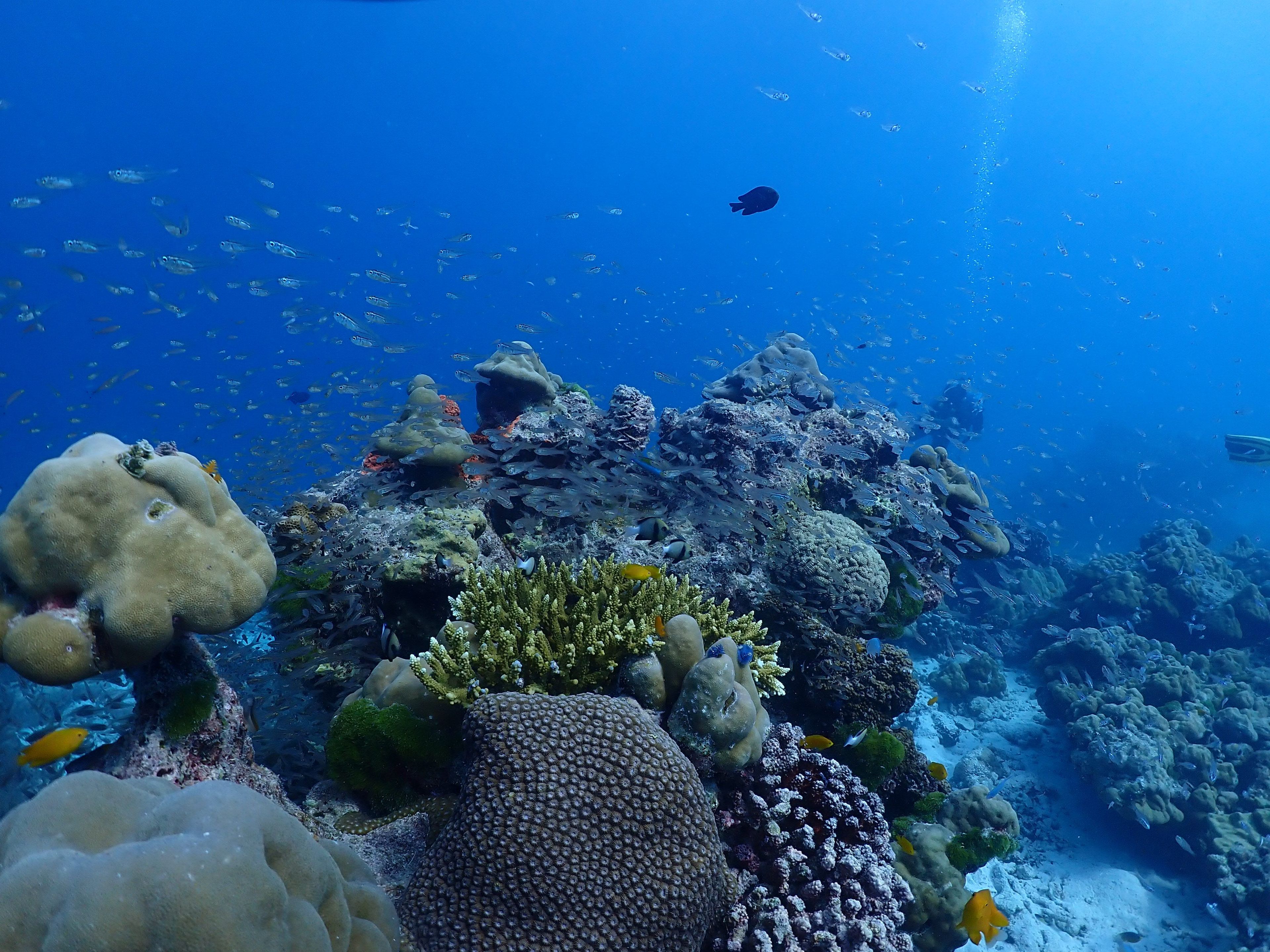 The Phinisi Day 2: Dive 3