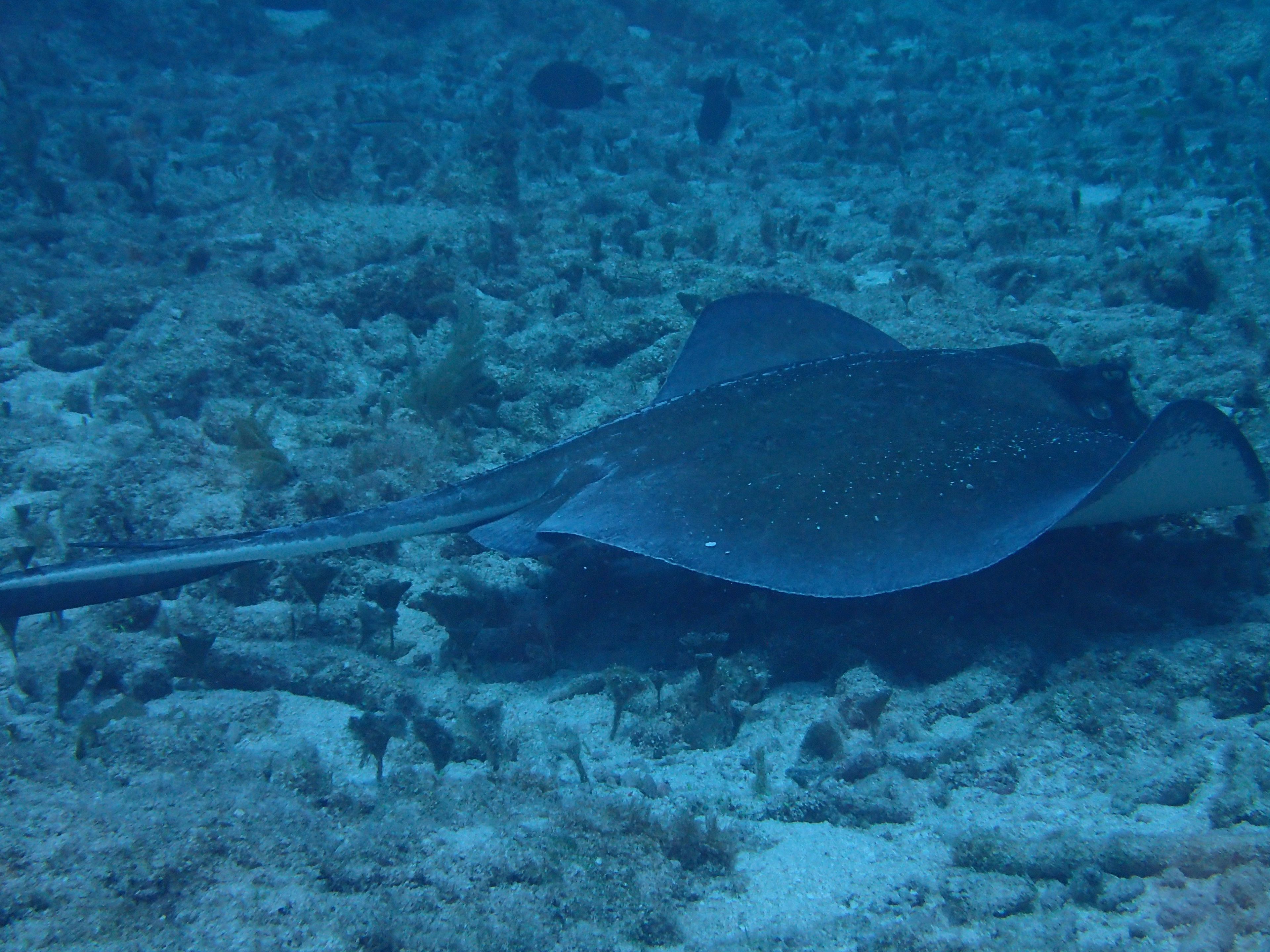 Elbow Reef