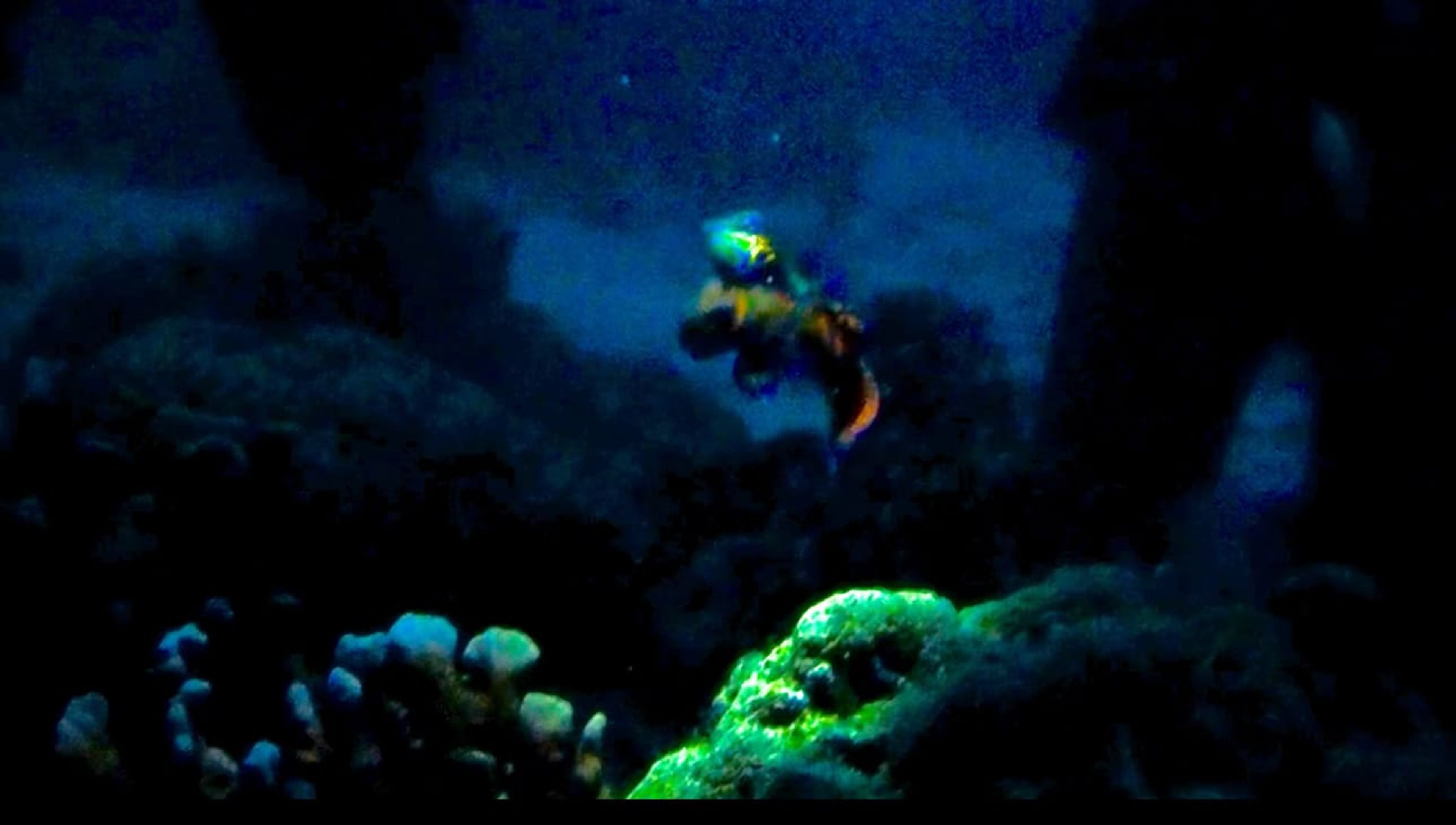 Malapascua sunset dive Mandarin Fish spawninh