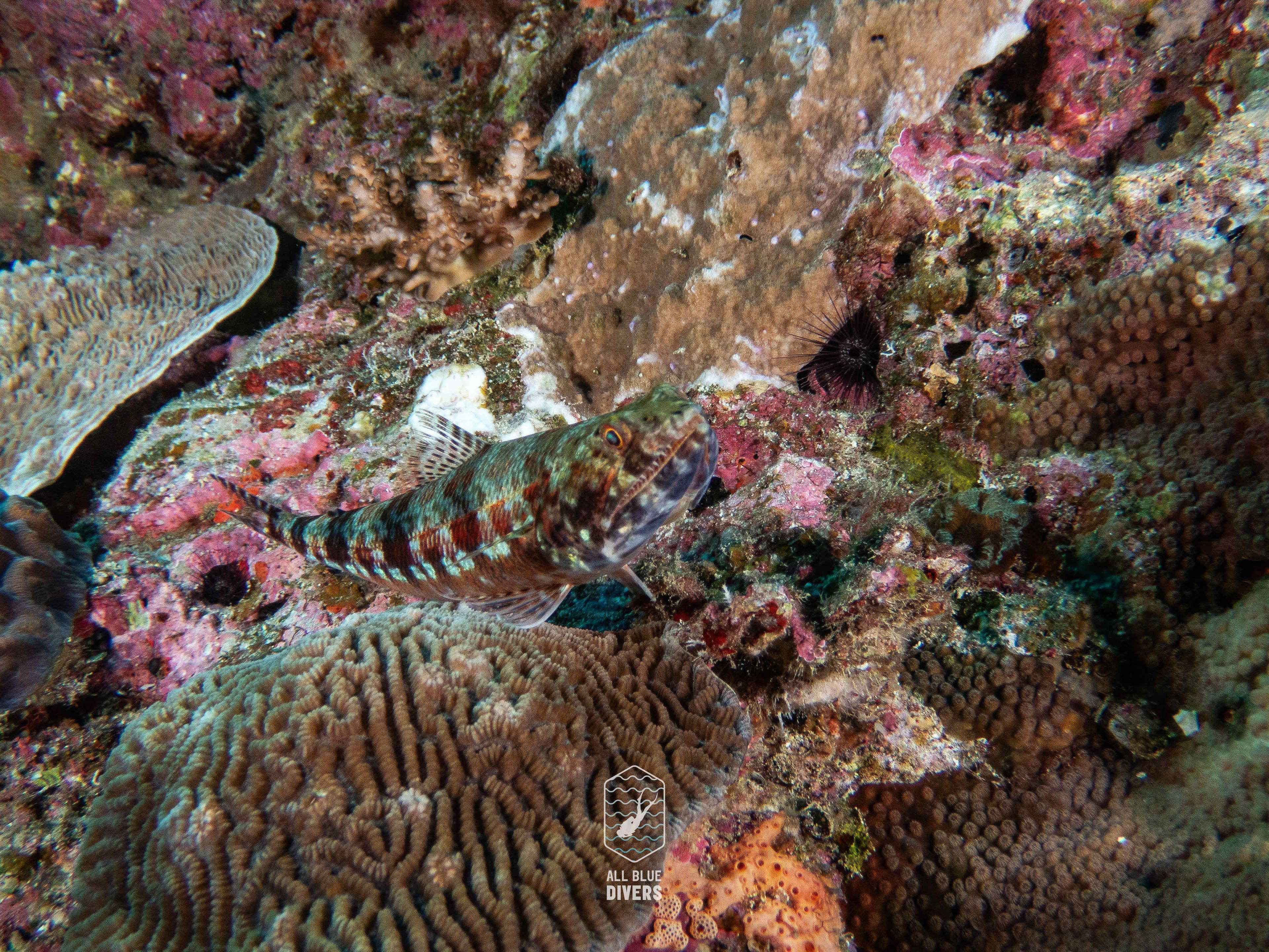 Oceanic+