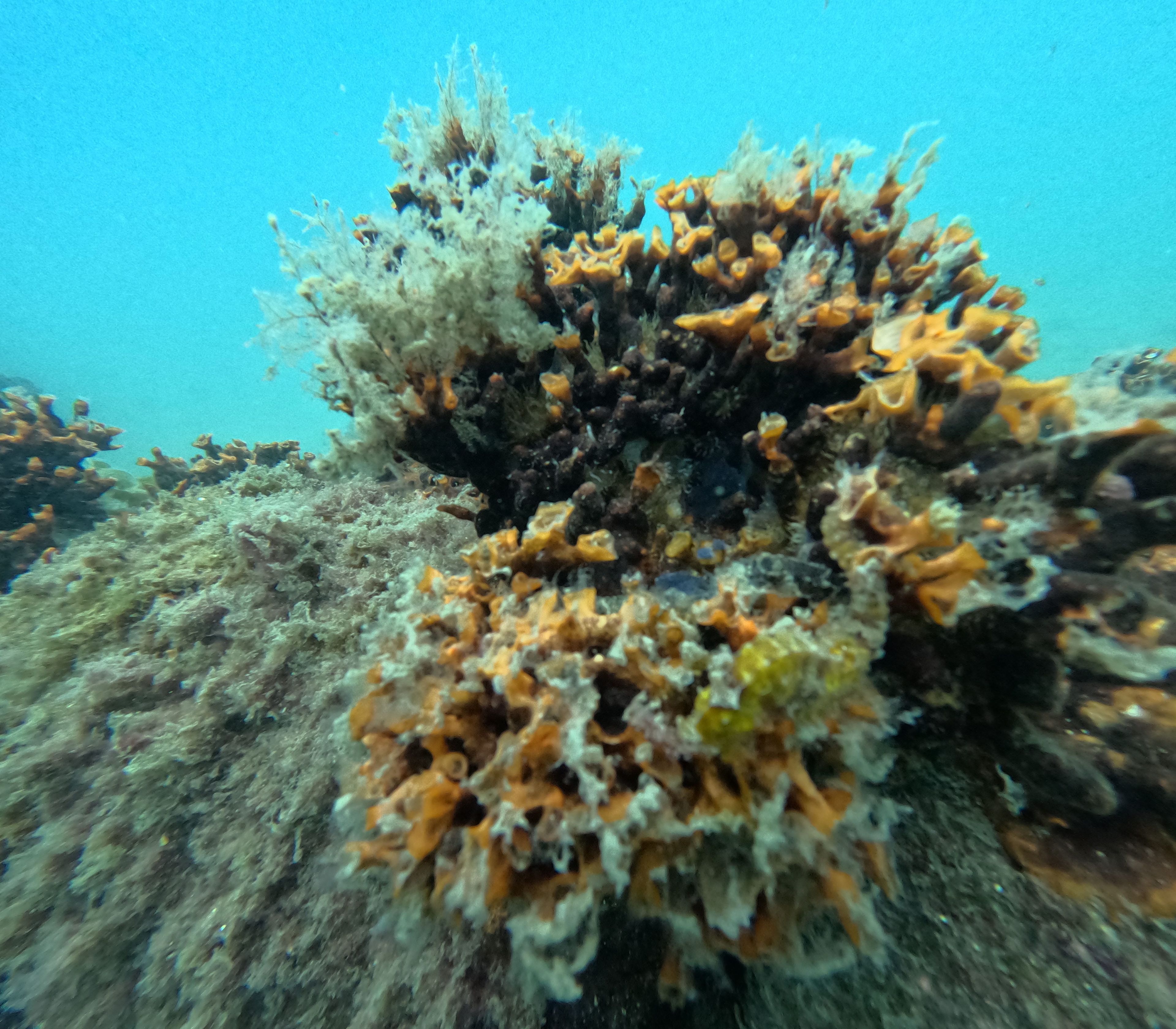 Scuba diving at Ilha dos Ratos