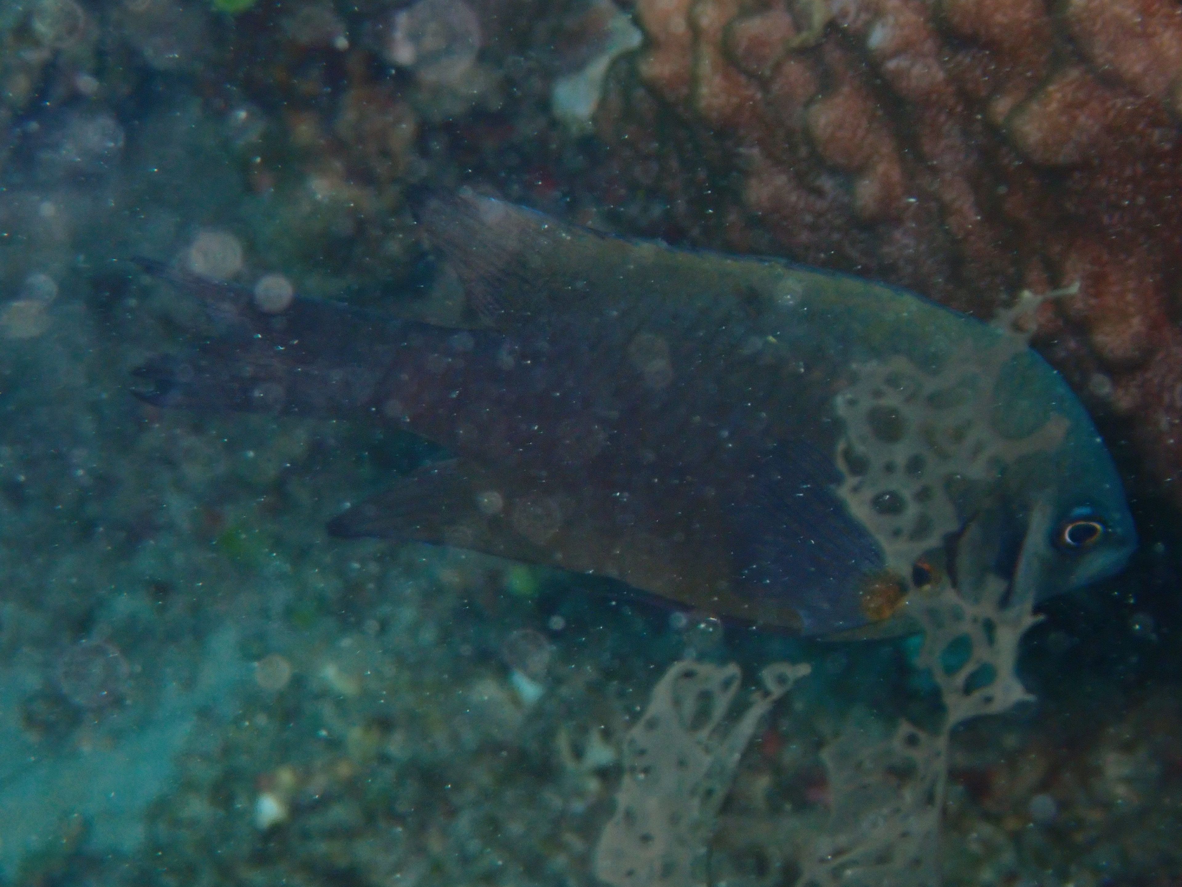 岸潛_出水口左側_餵魚區