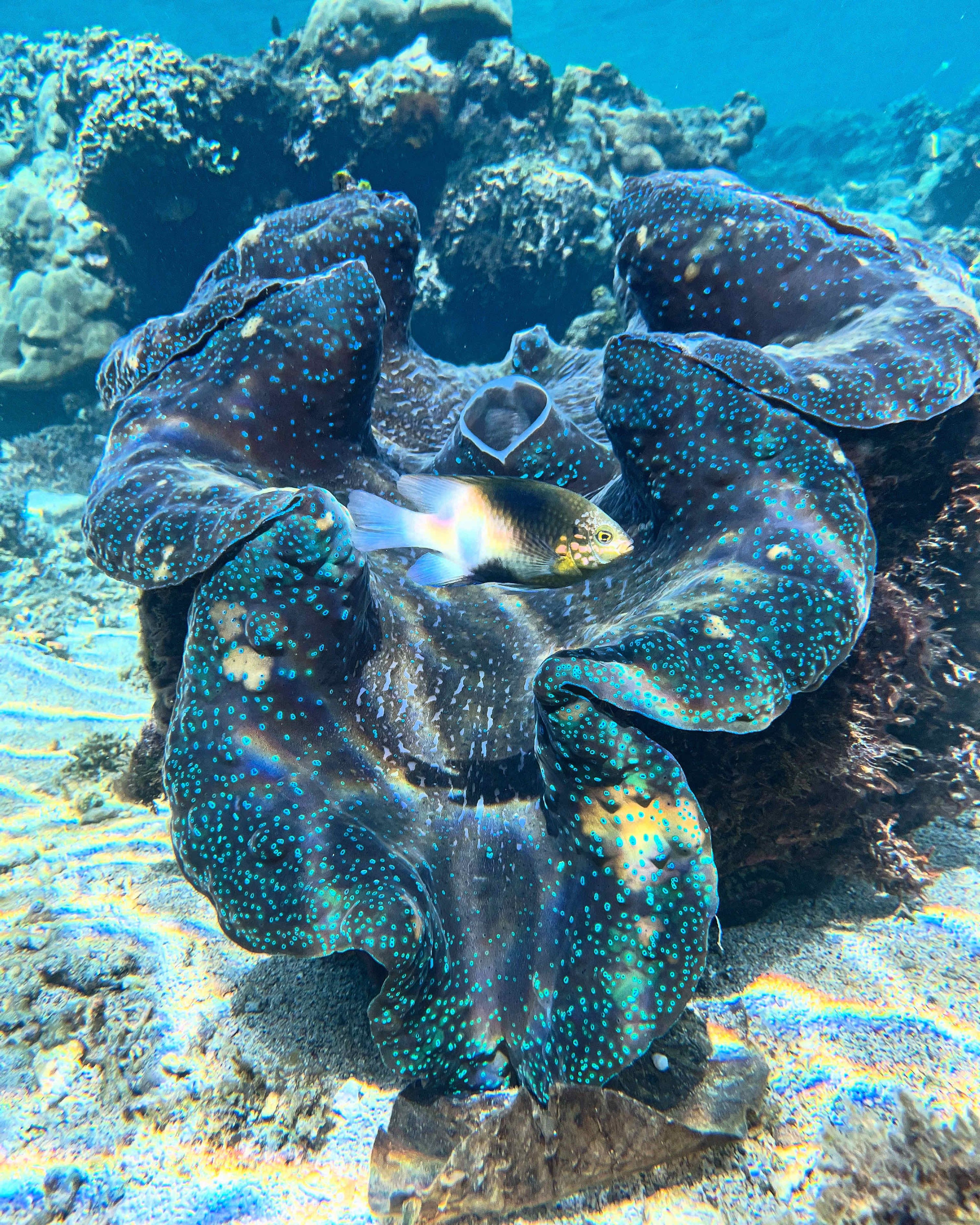 Snorkeling at Sunken c