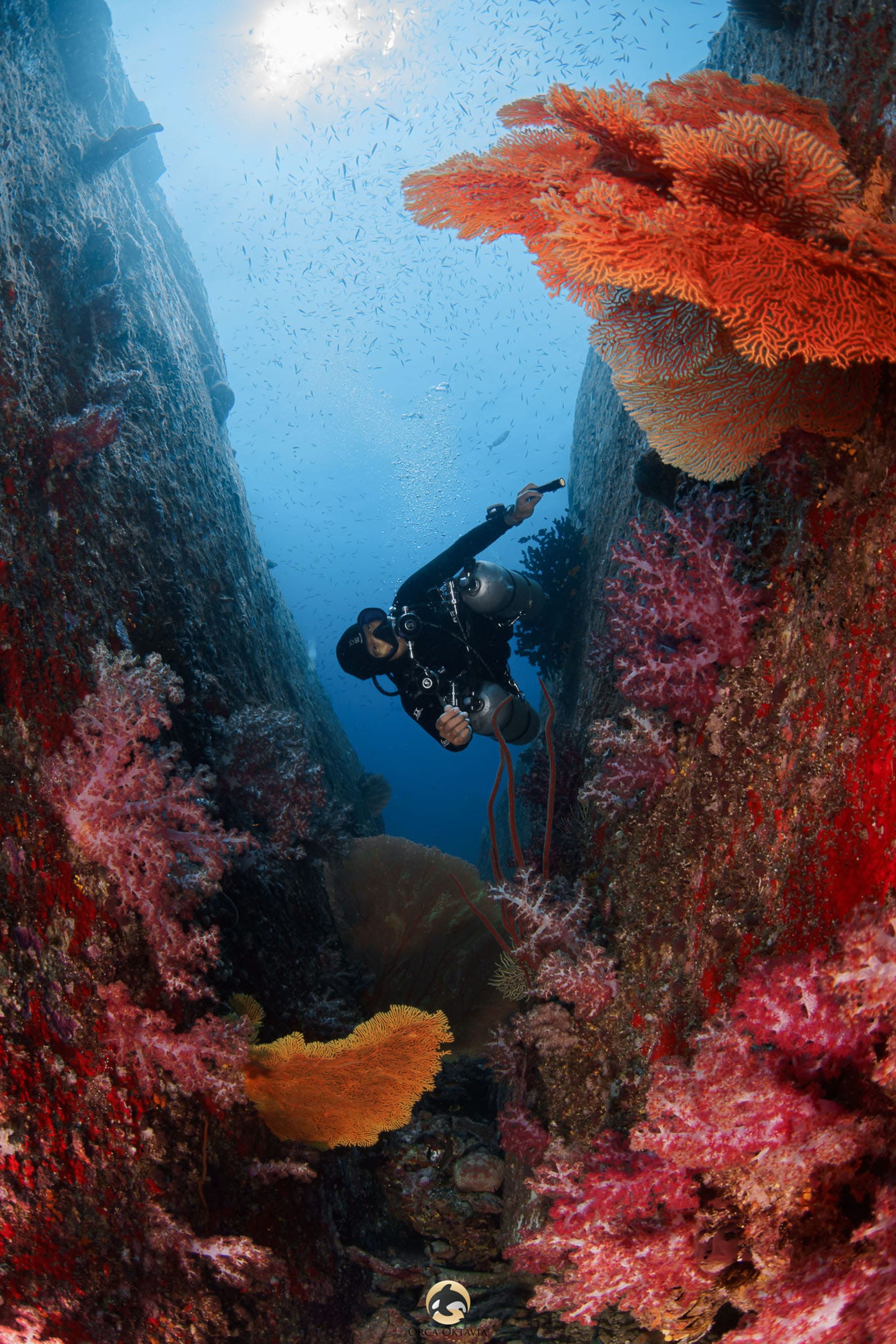 浲浥 林's dive log
