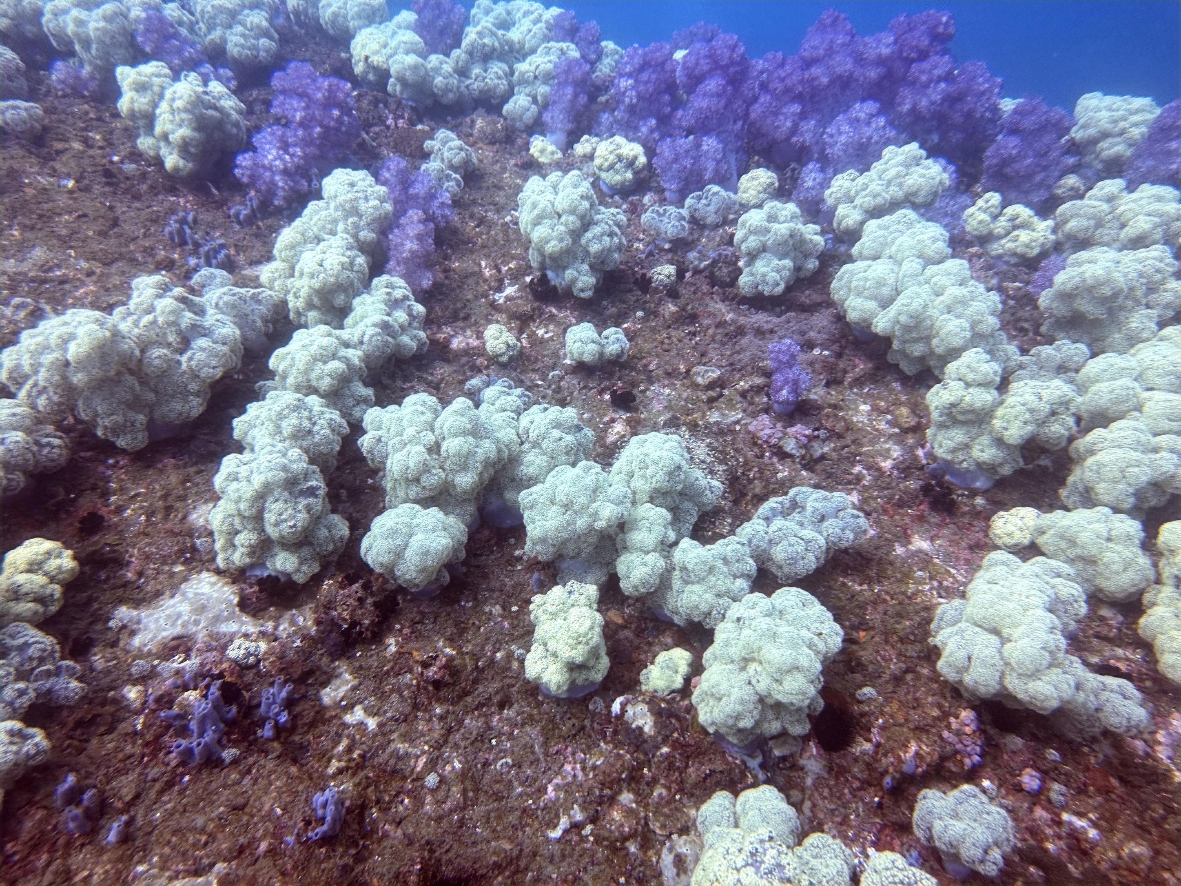 Oceanic+