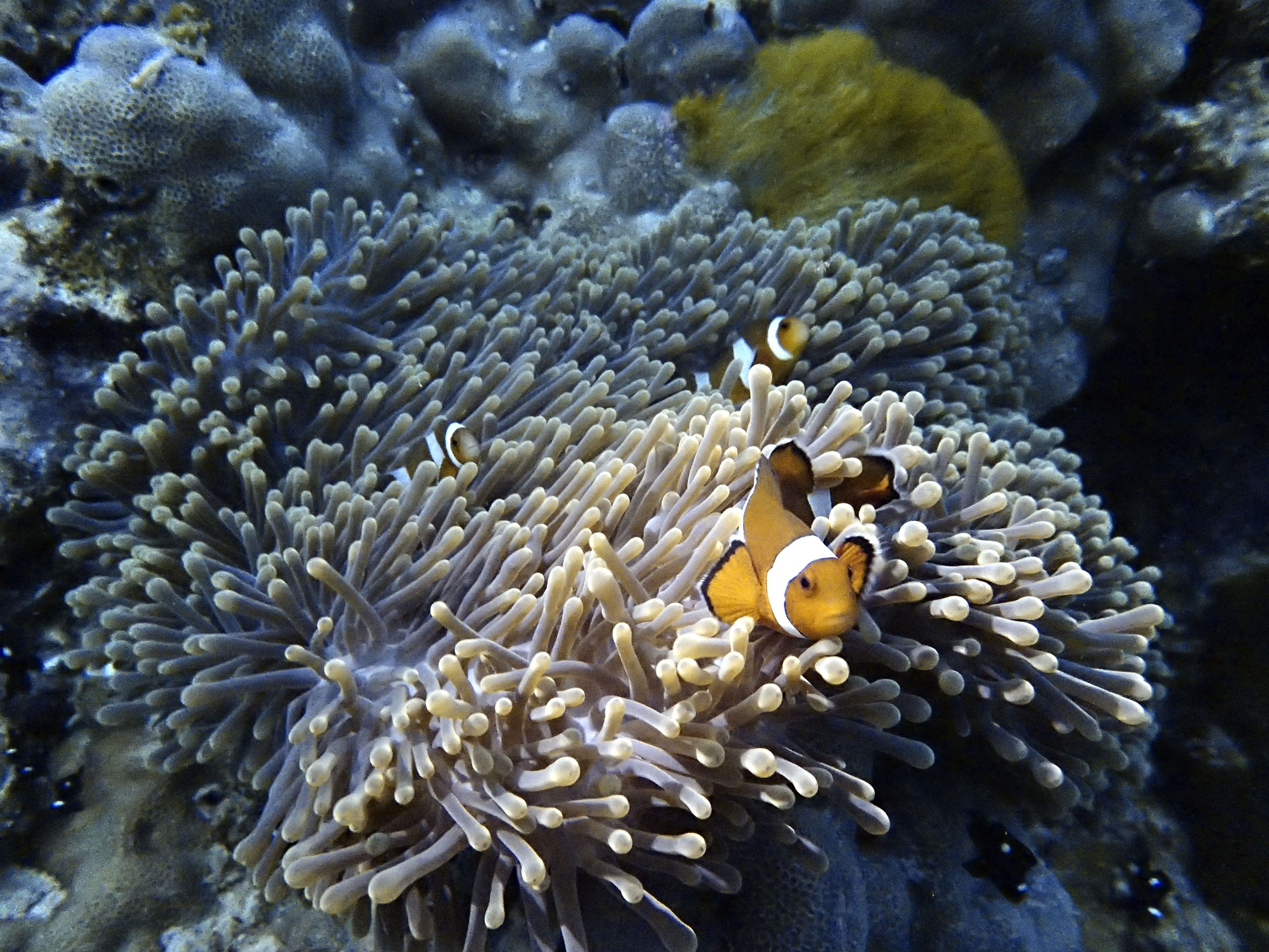 Scuba diving at Koh Tachai Pinnacle