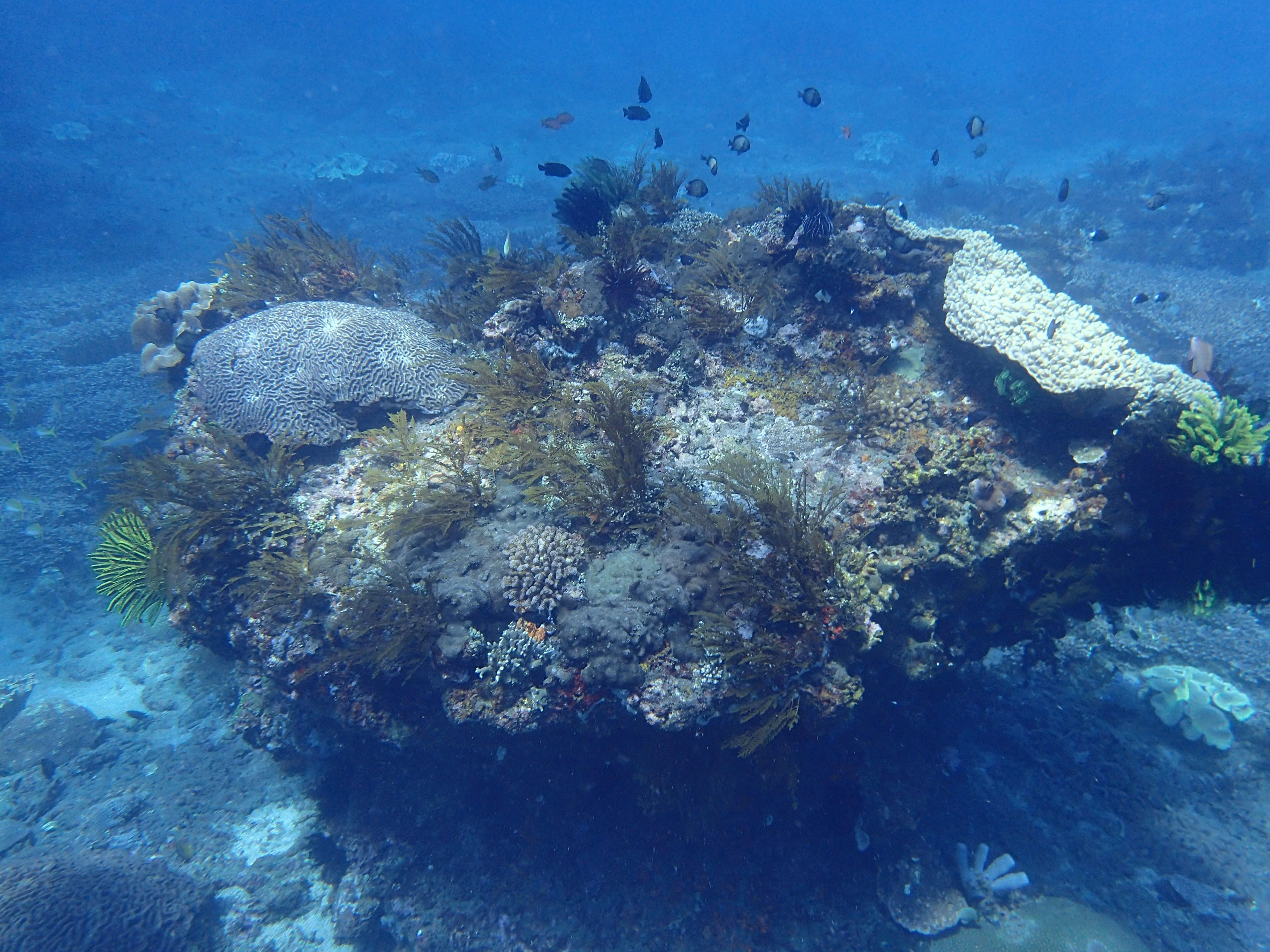 20260412 Fun Dive - Five 1
