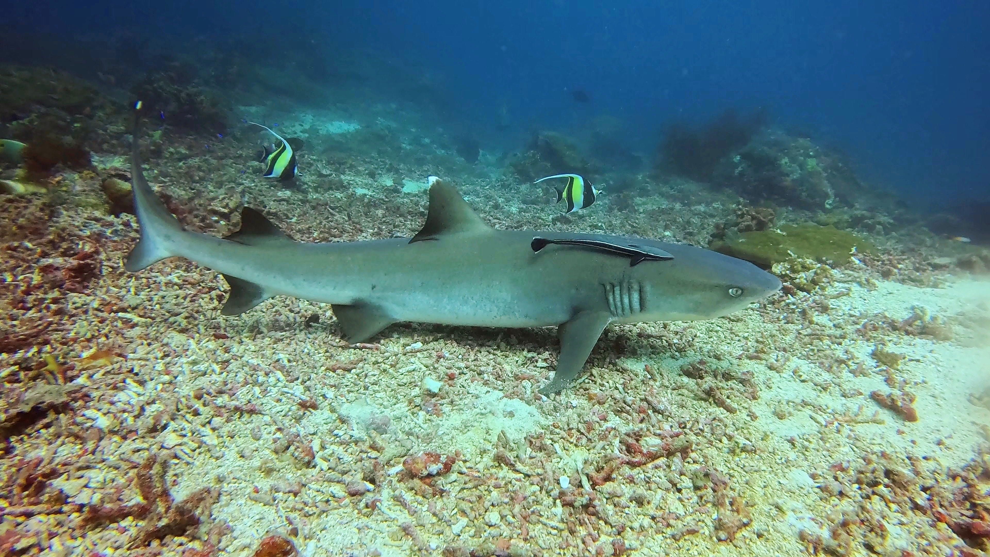 Scuba diving at Sipadan