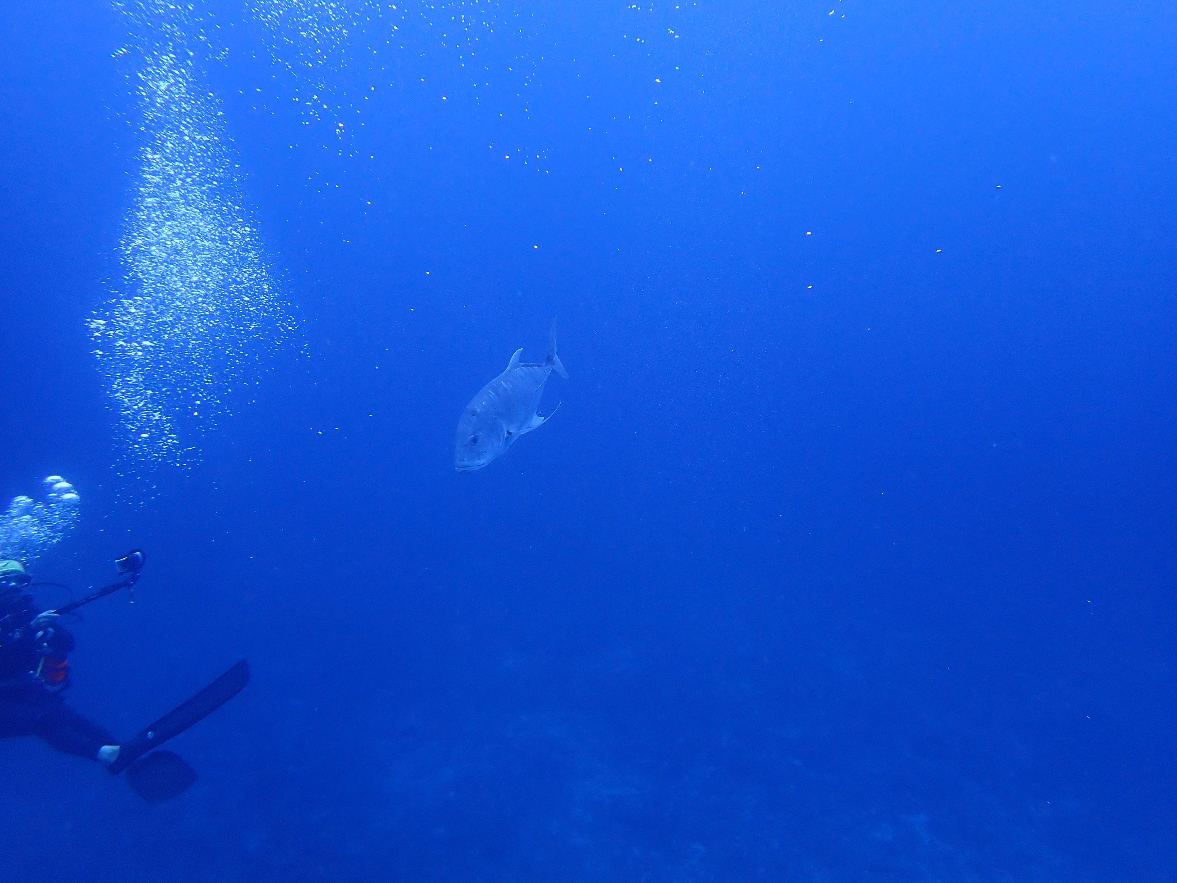 Kenichiro Tanaka's dive log