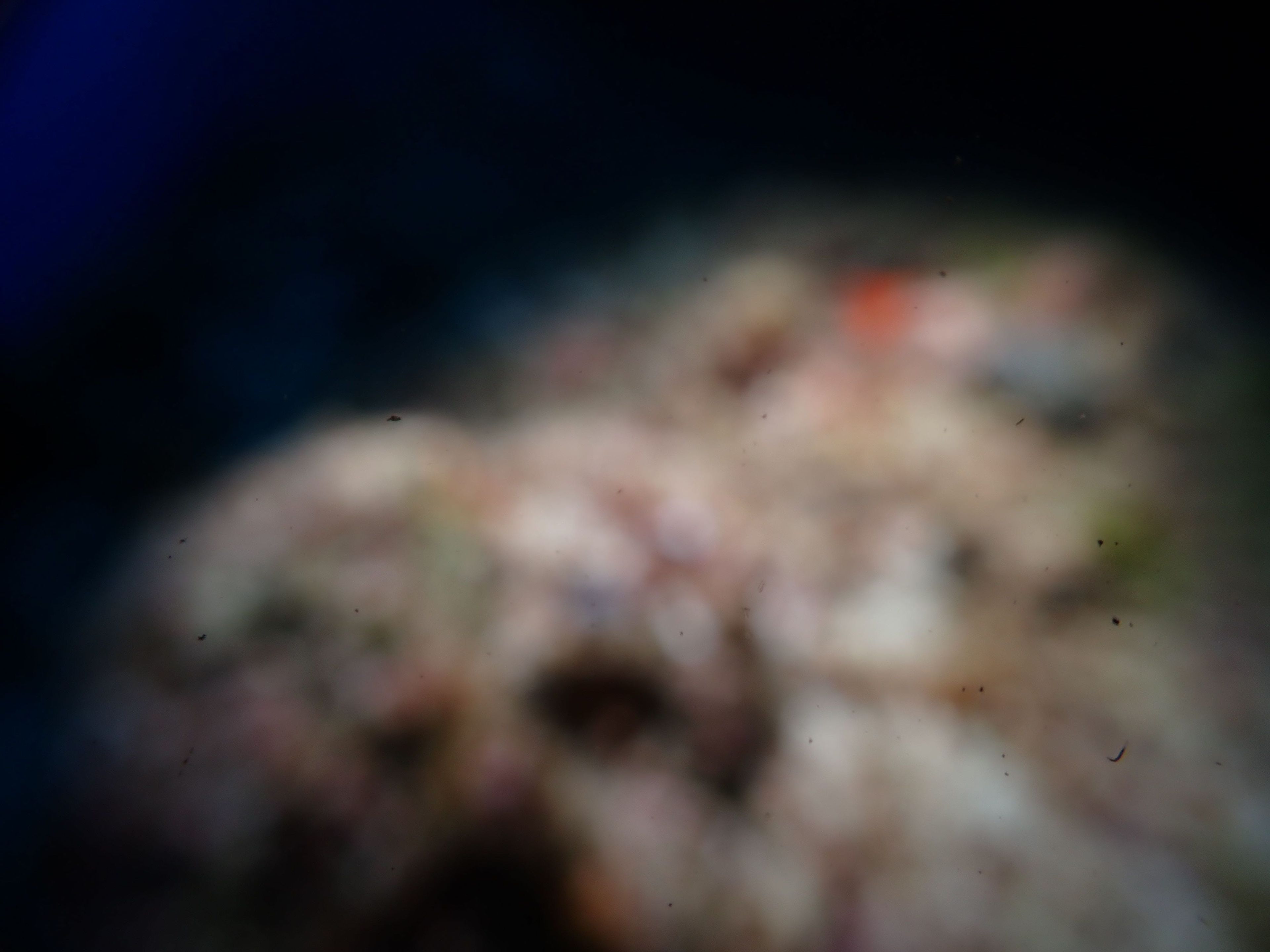 Oceanic+