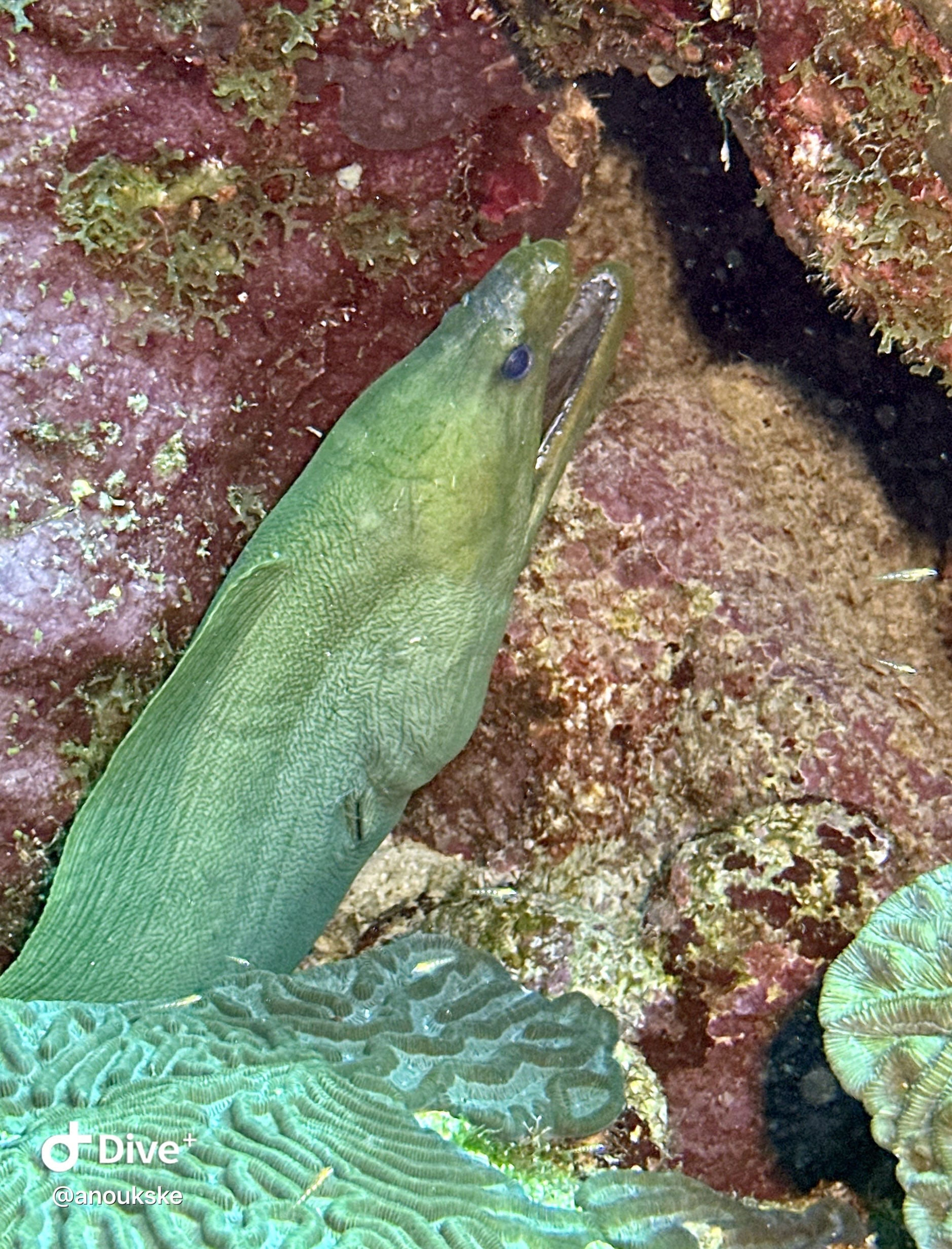 Funghi Reef