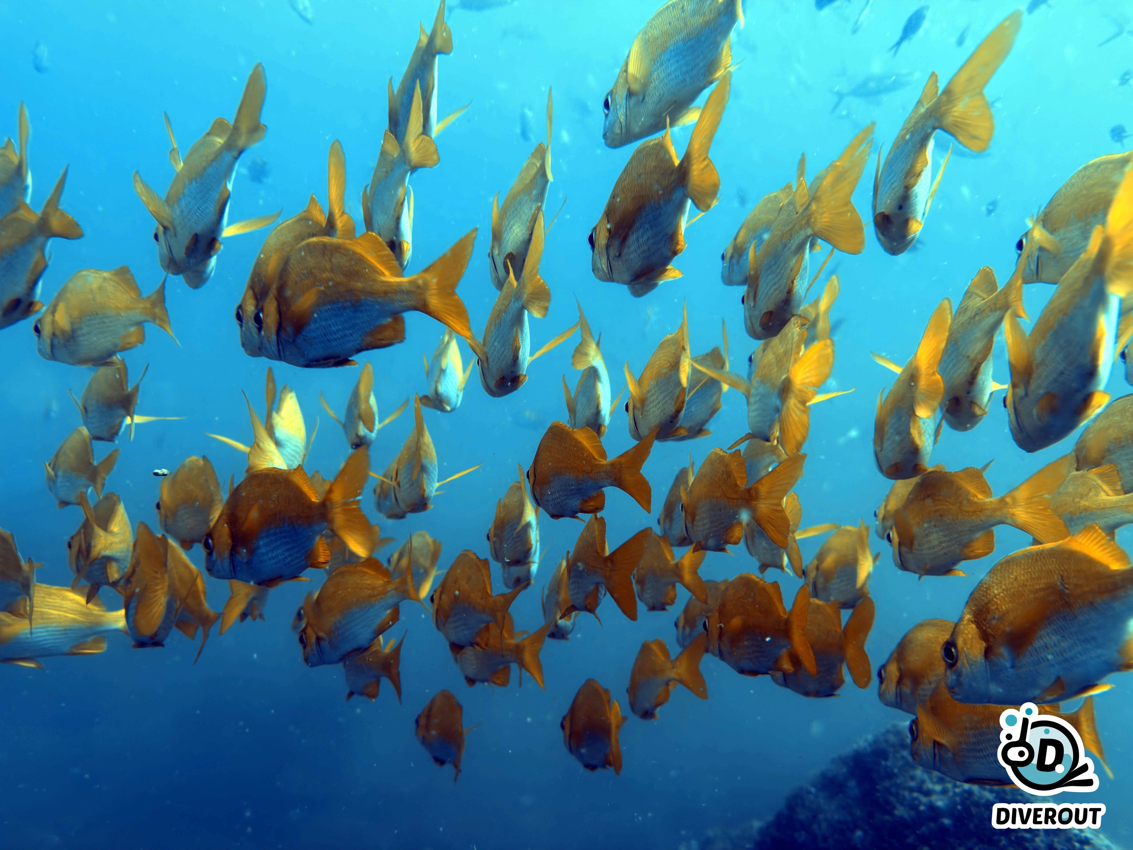 Amazing dive spot in El Salvador