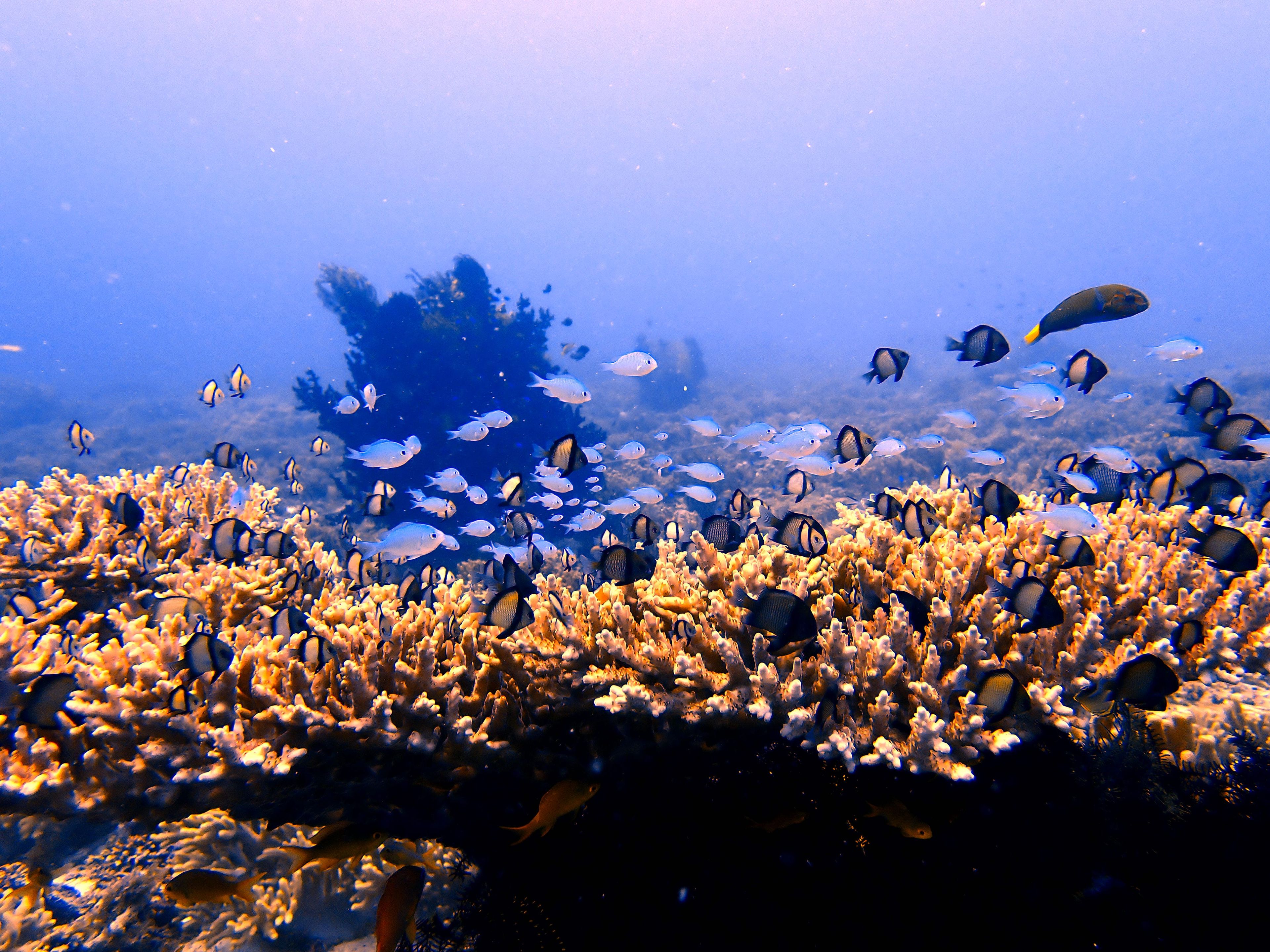 Pamilacan Island
