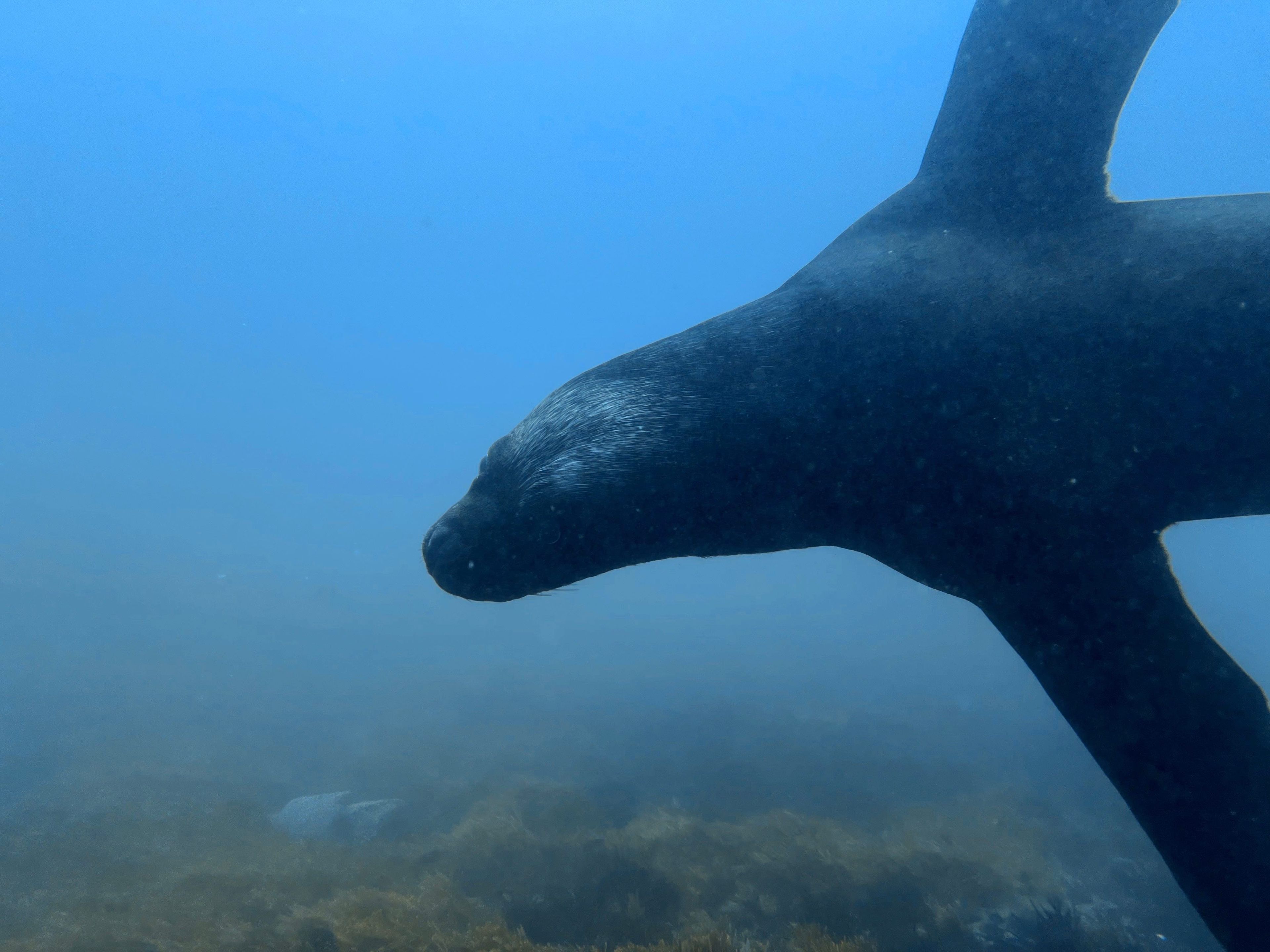 Buceo en Pucusana