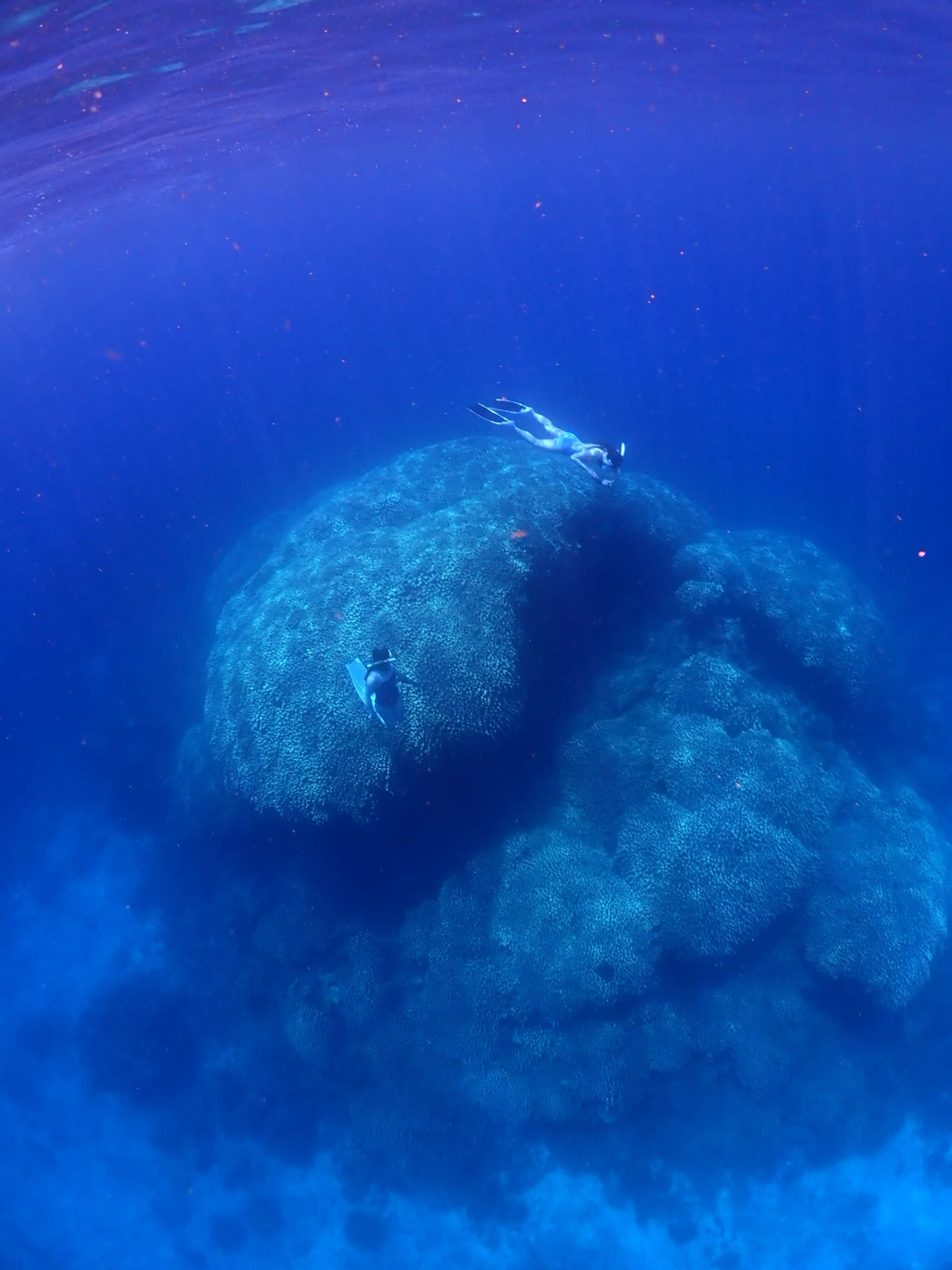 Oceanic+