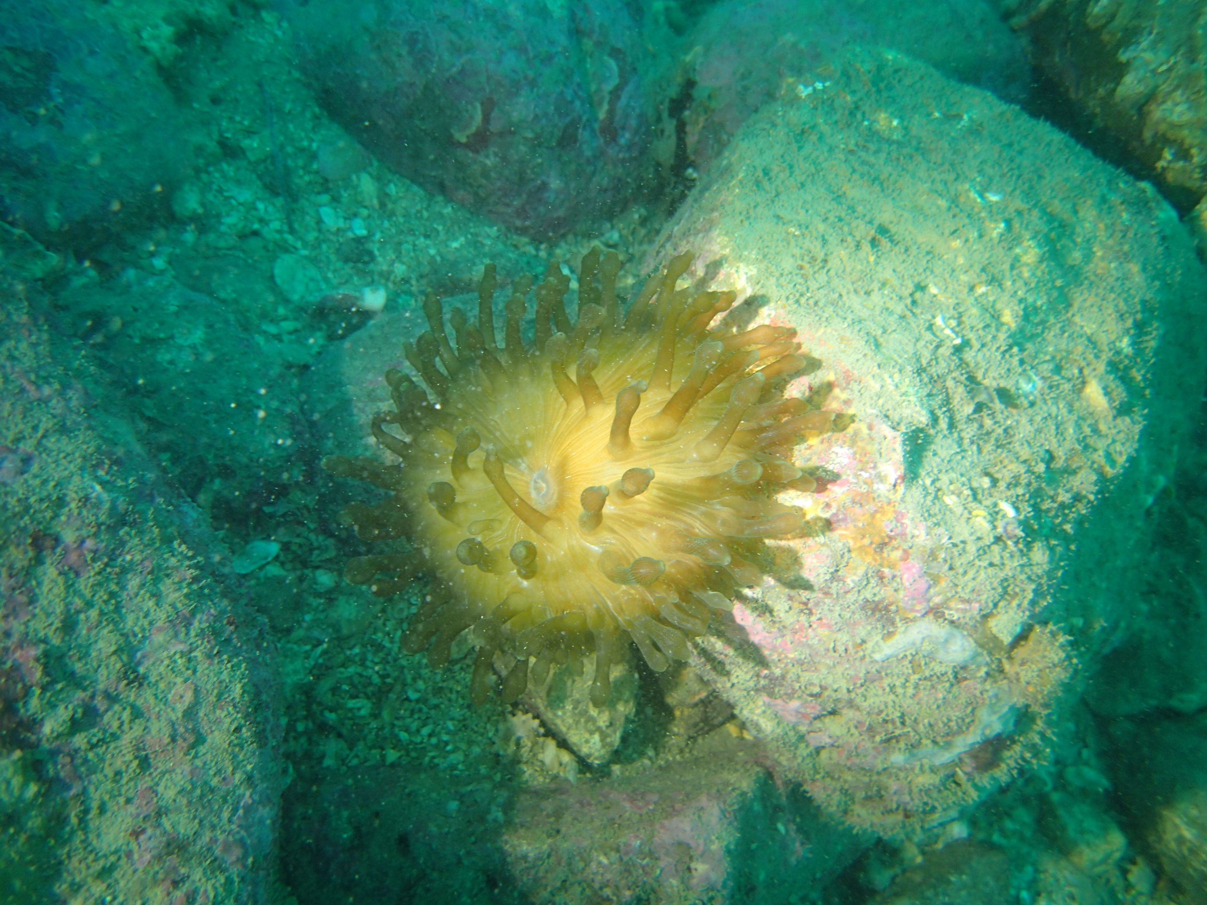 20251012 Fun Dive - Dive 1
