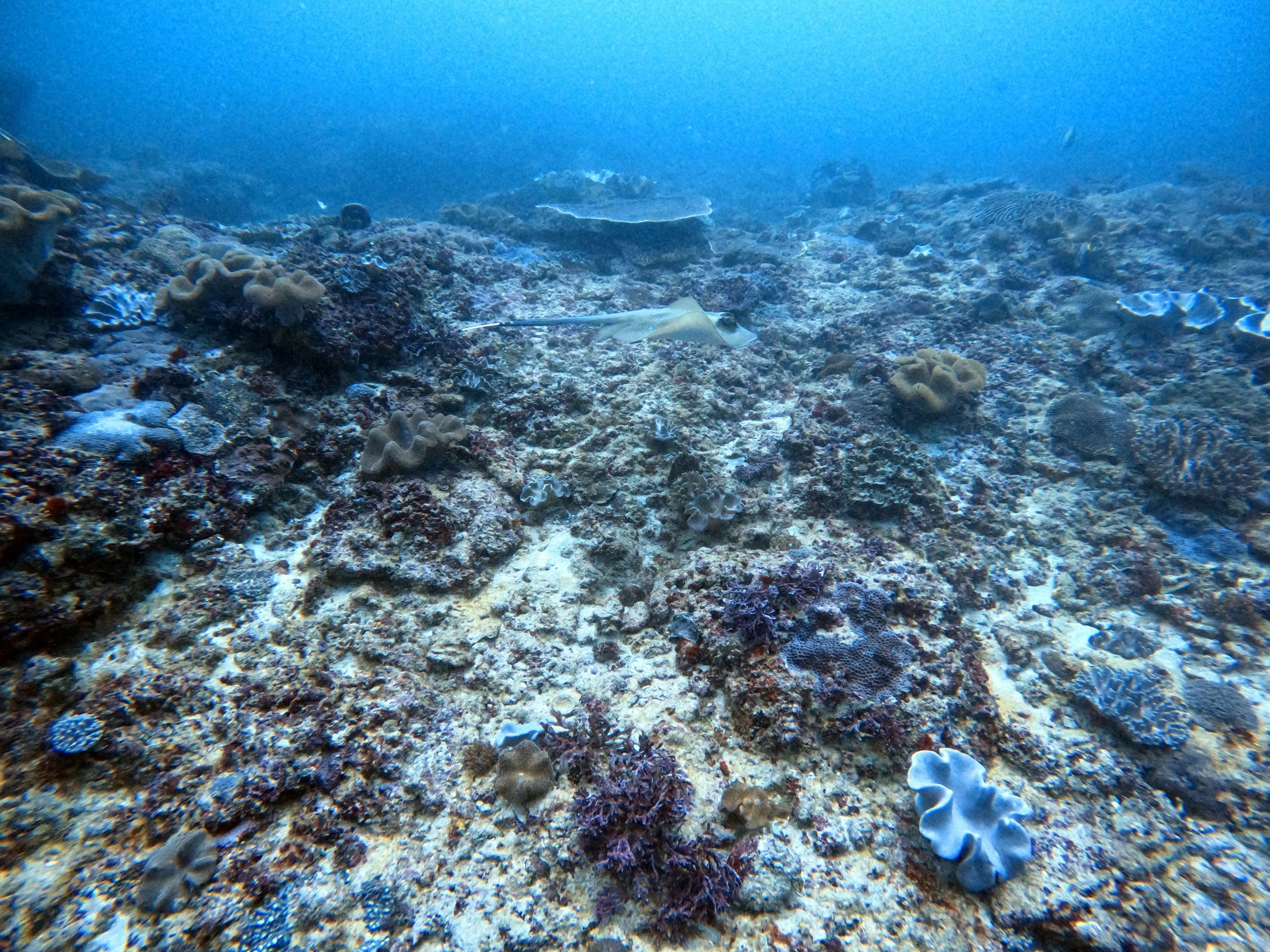 Sébastien delbecque's dive log