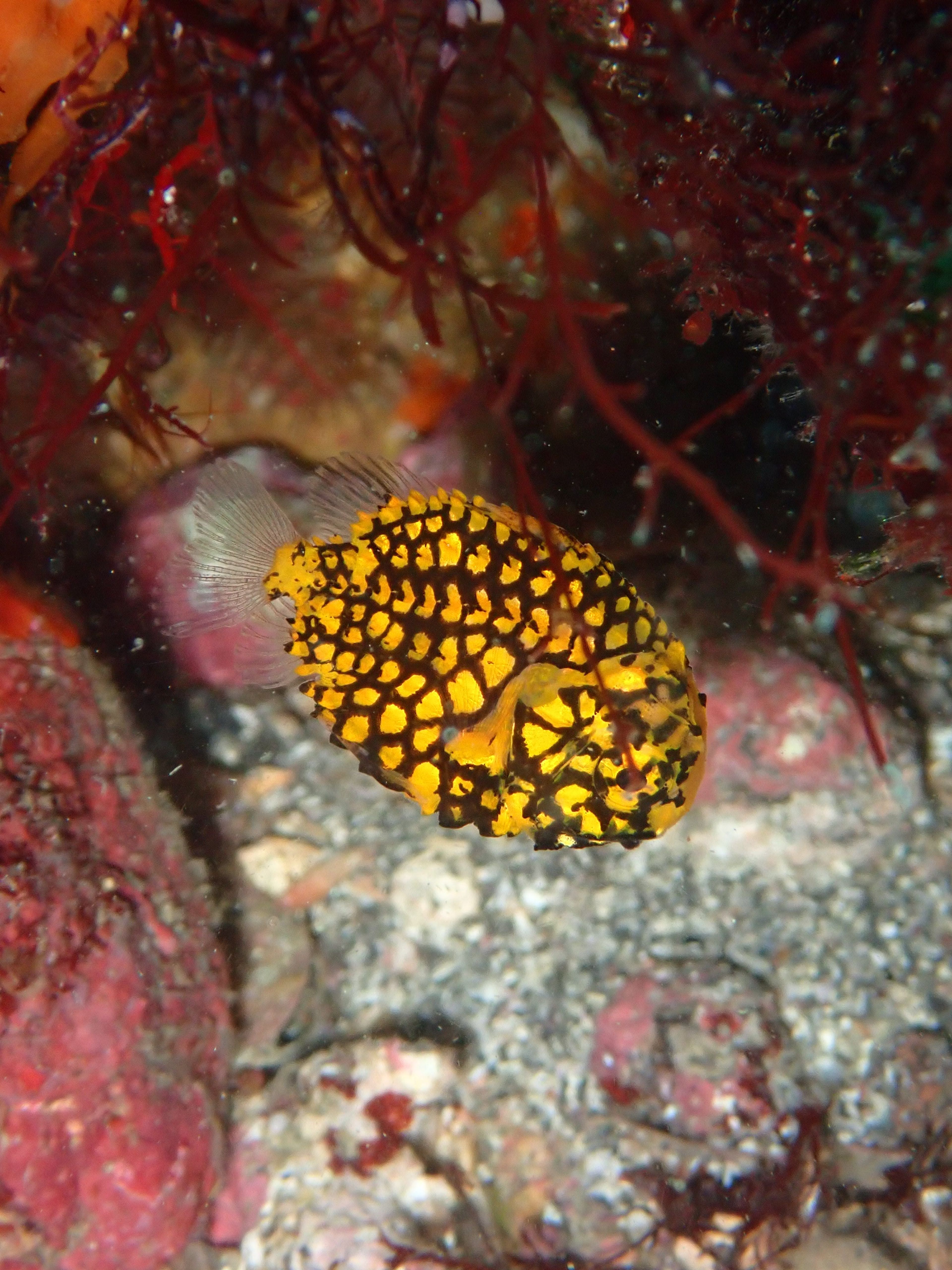 Kenichiro Tanaka's dive log