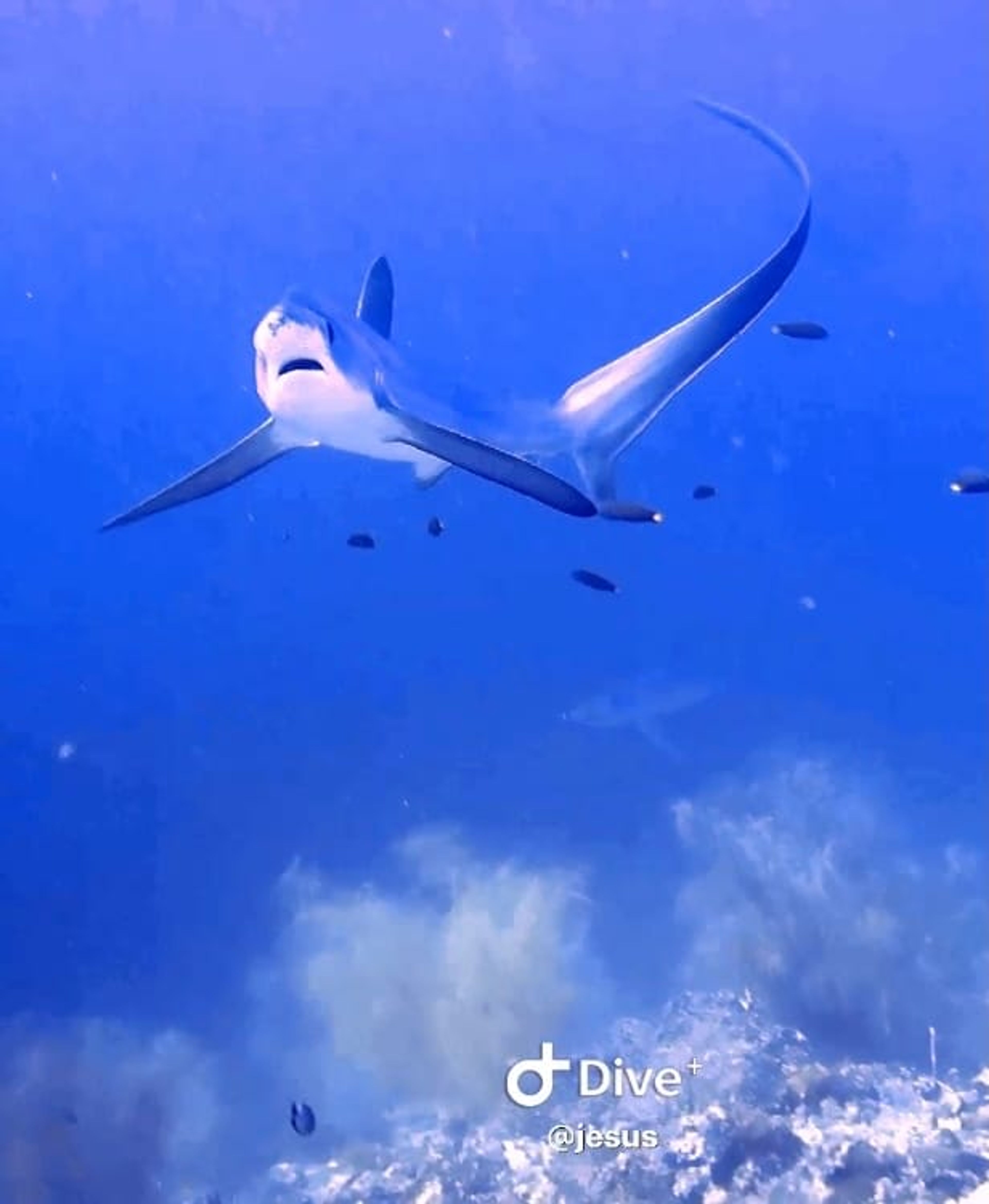 Jeep jeep's dive log