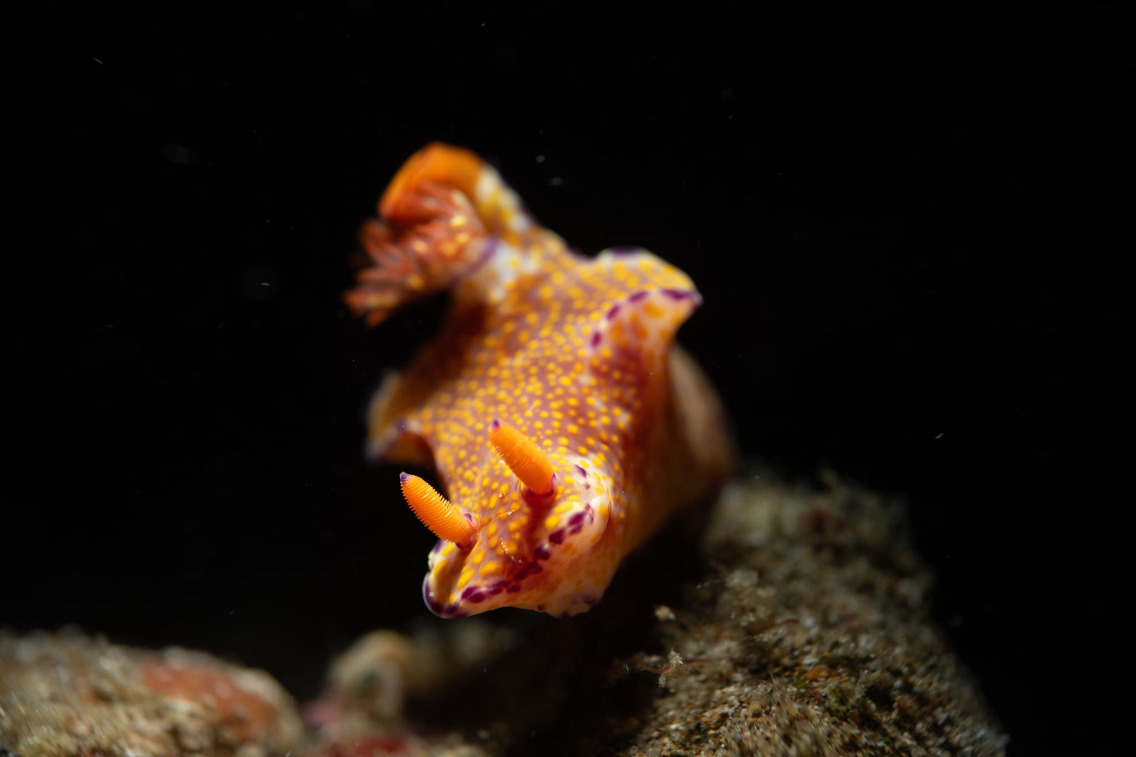 House Reef