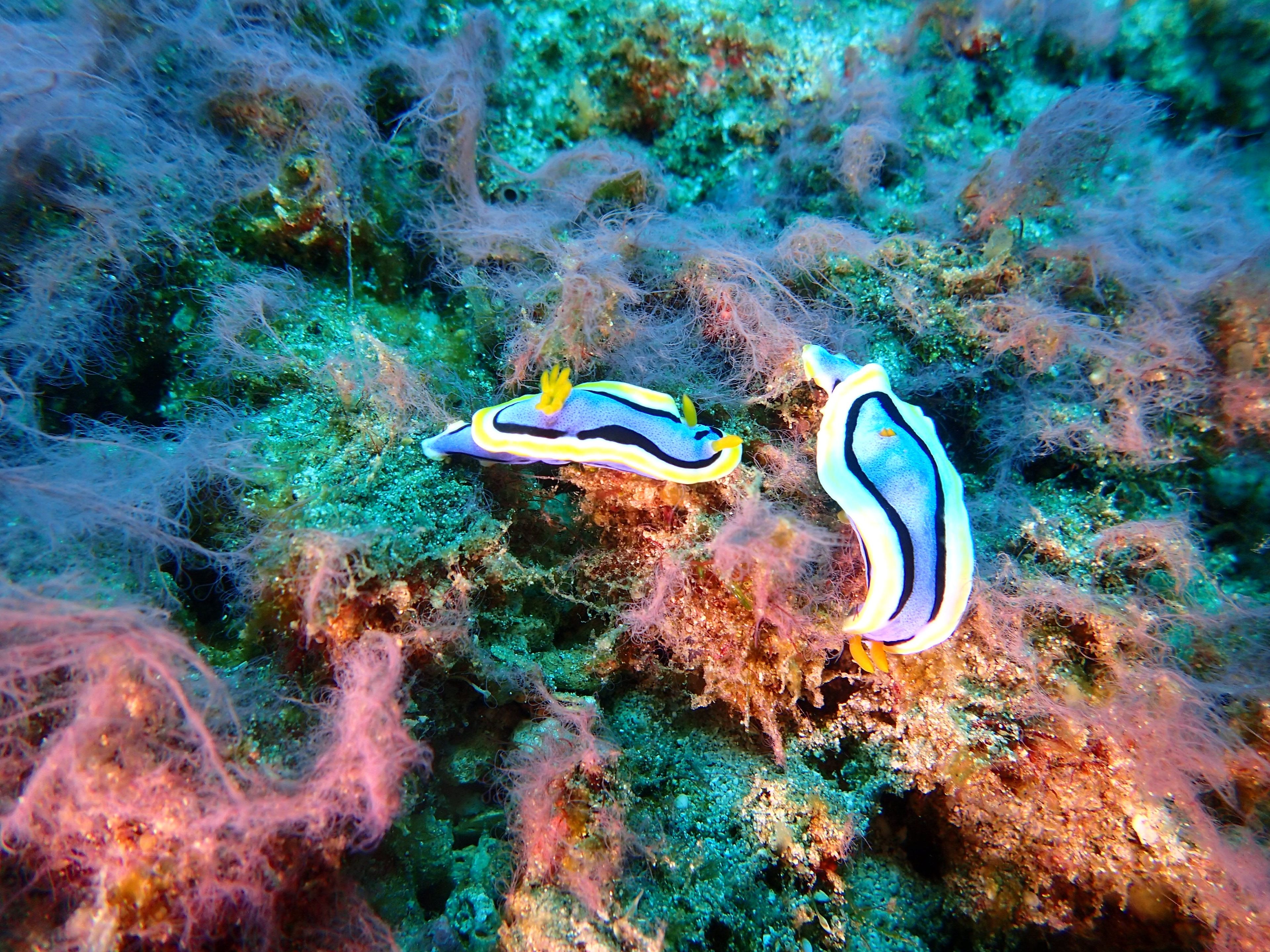 20260412 Fun Dive - Dive 2