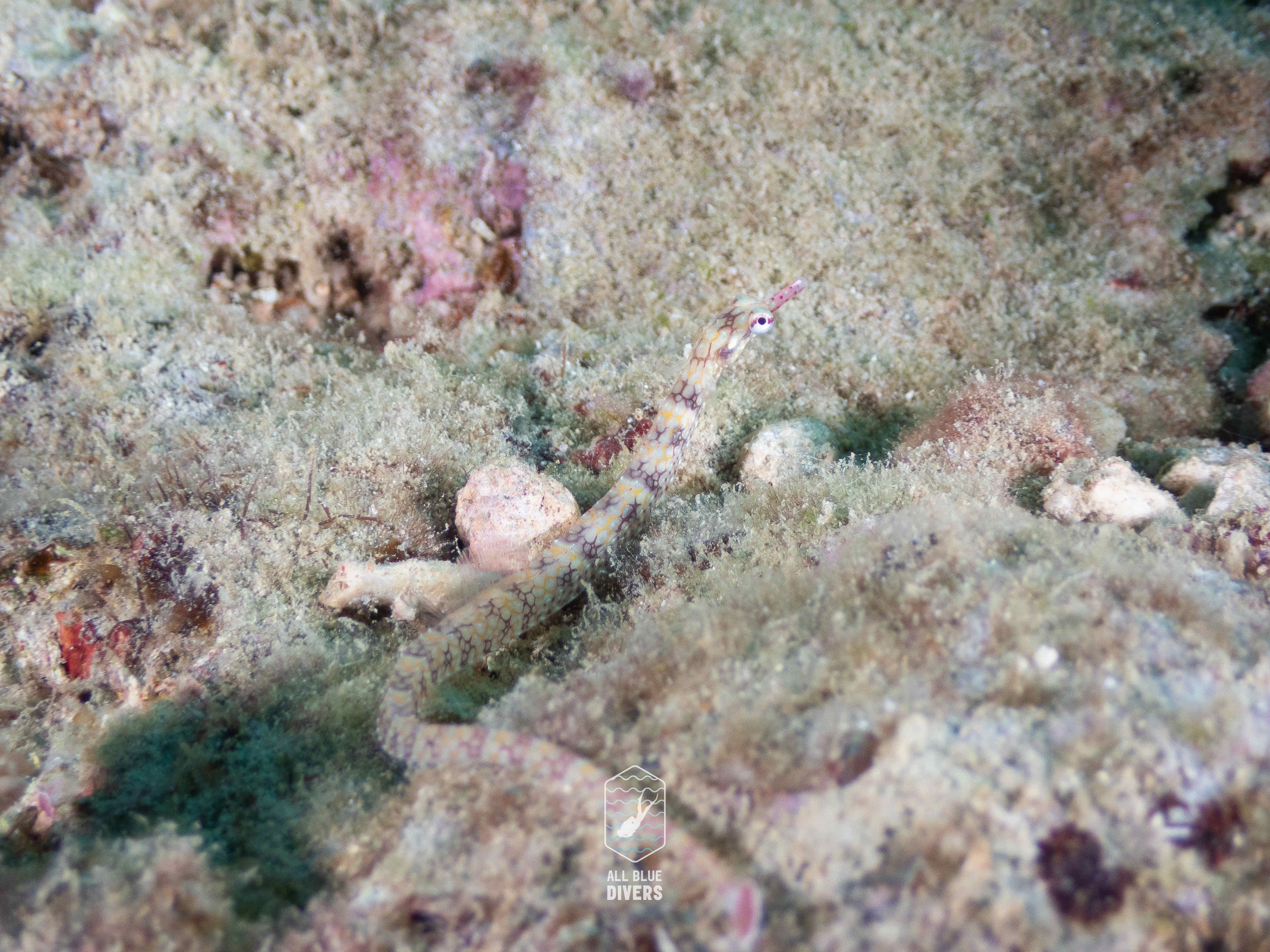 Oceanic+