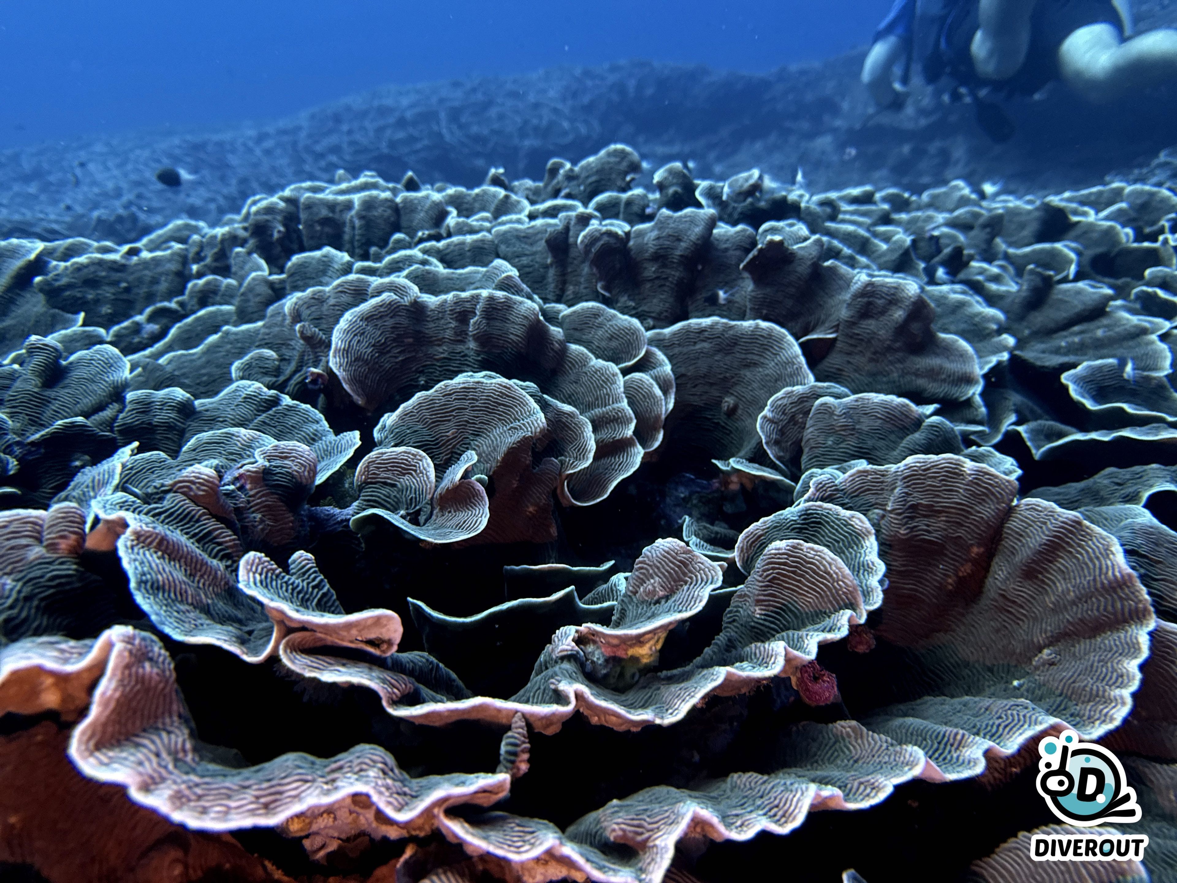 Lettuce coral