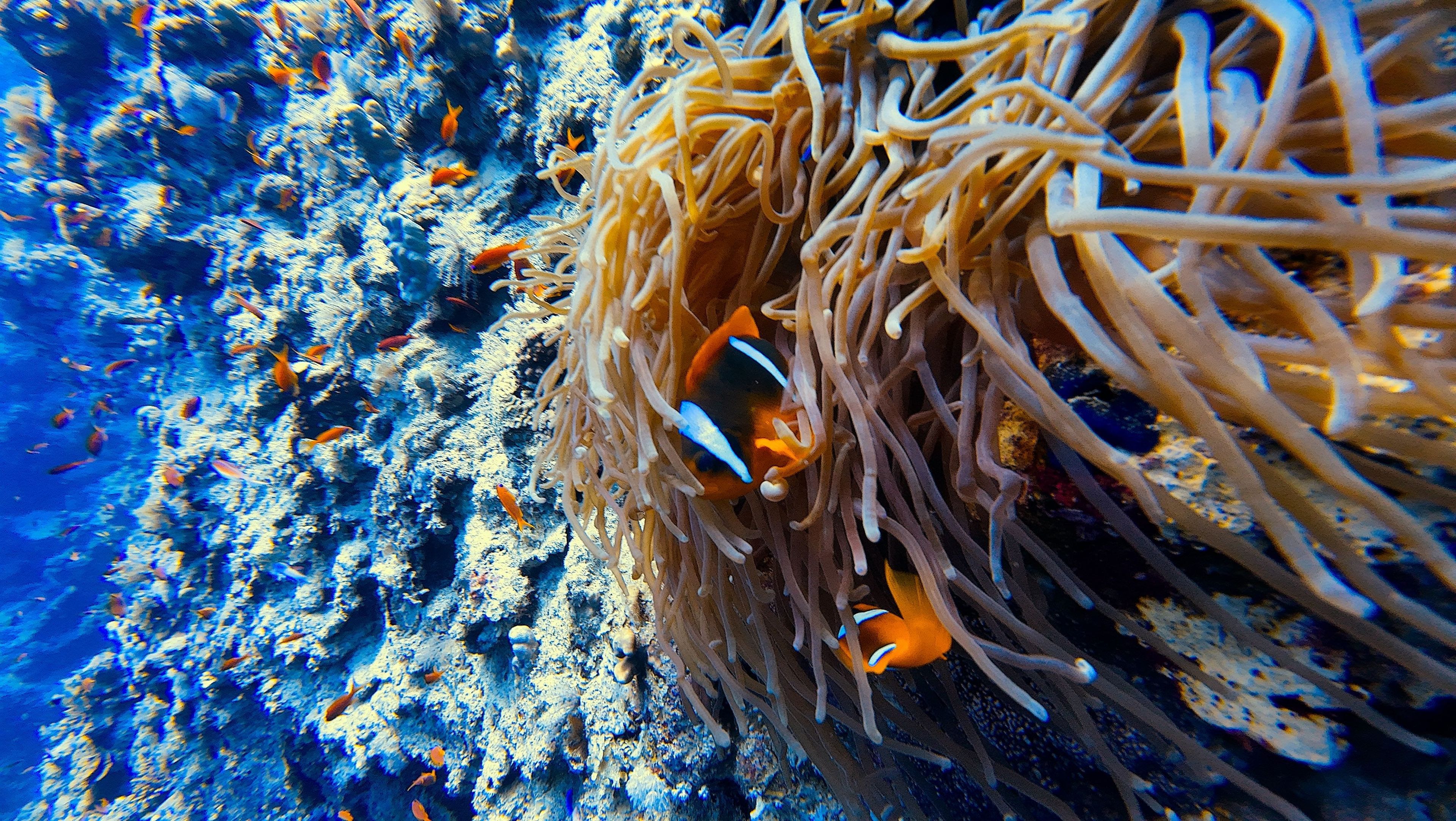 Bells at Blue Hole, Dahab