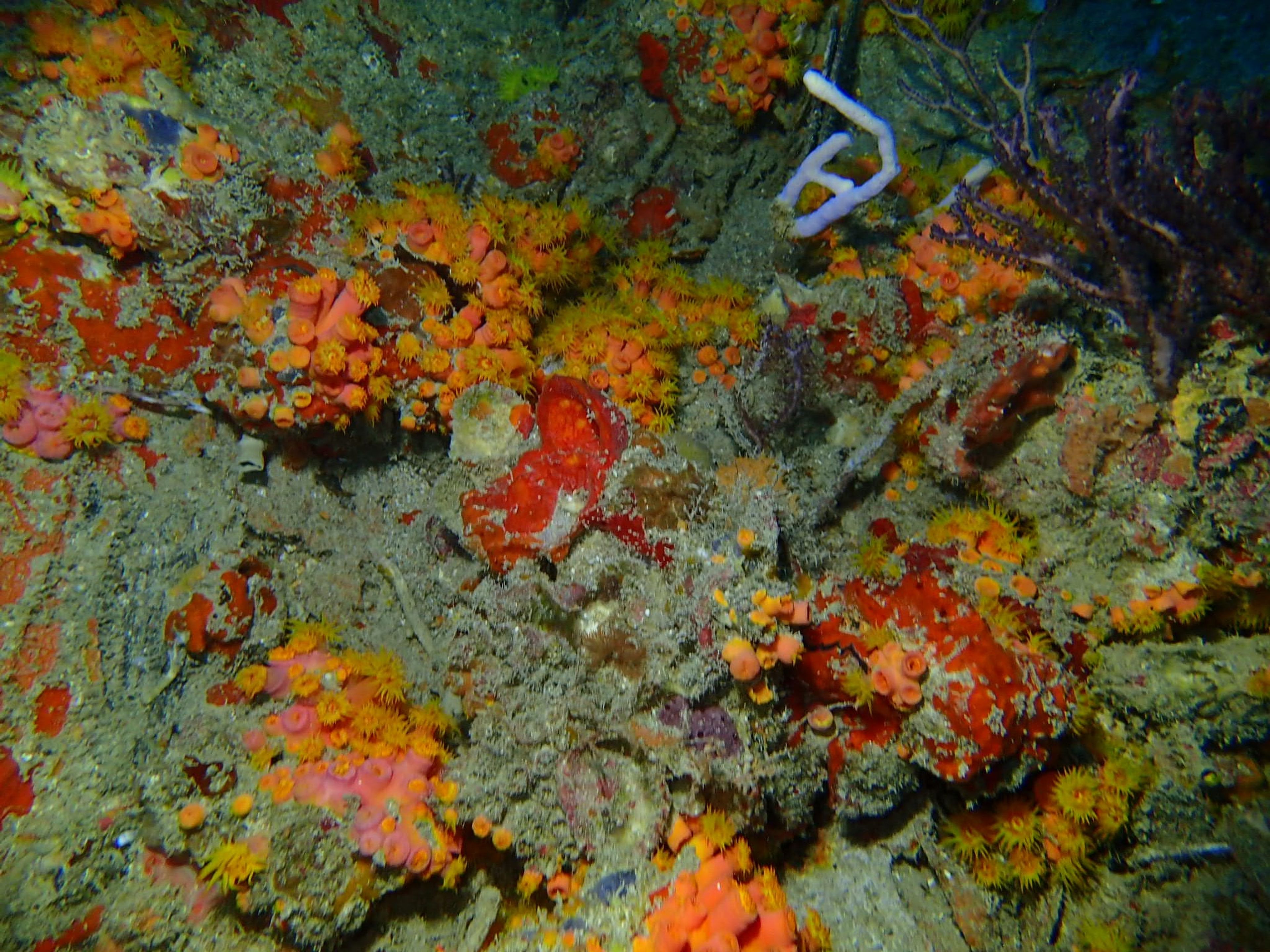 DiveCloud i300C