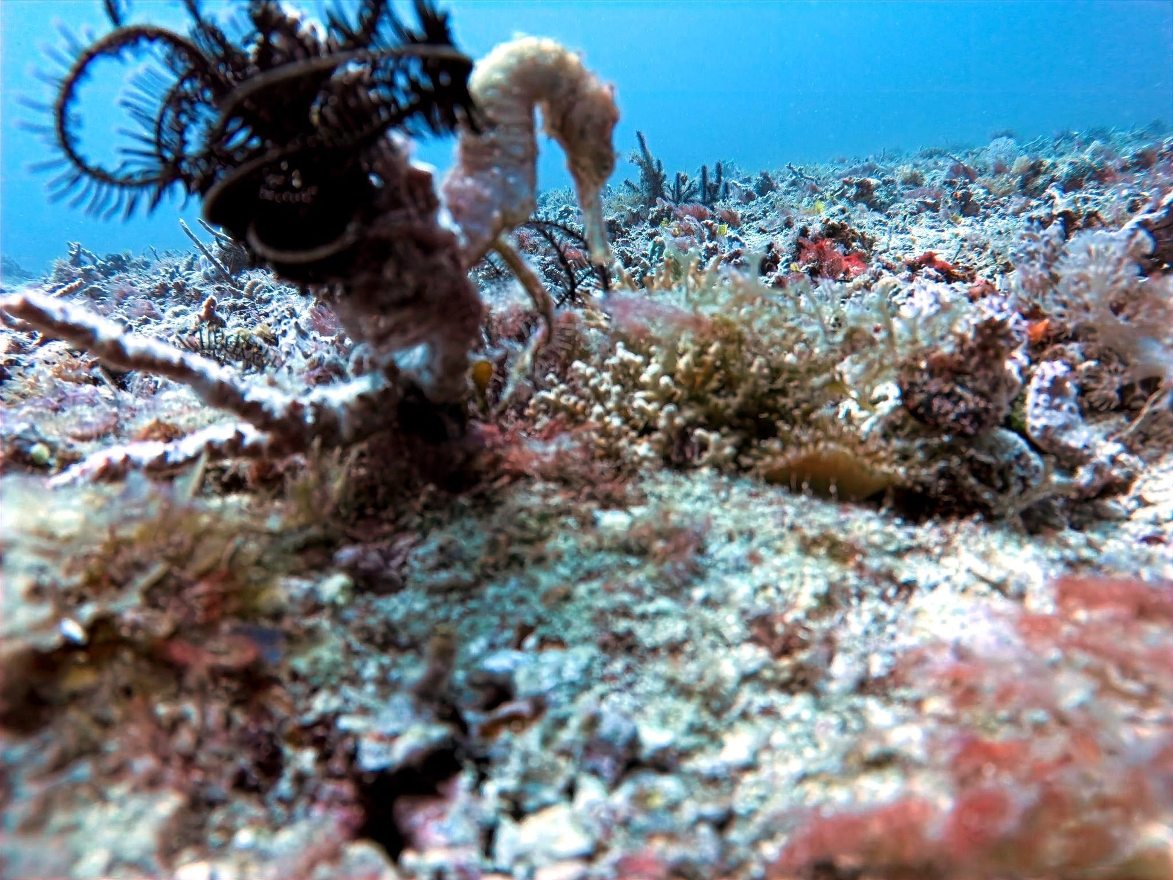 Post at Lapus Lapus, Malapascua