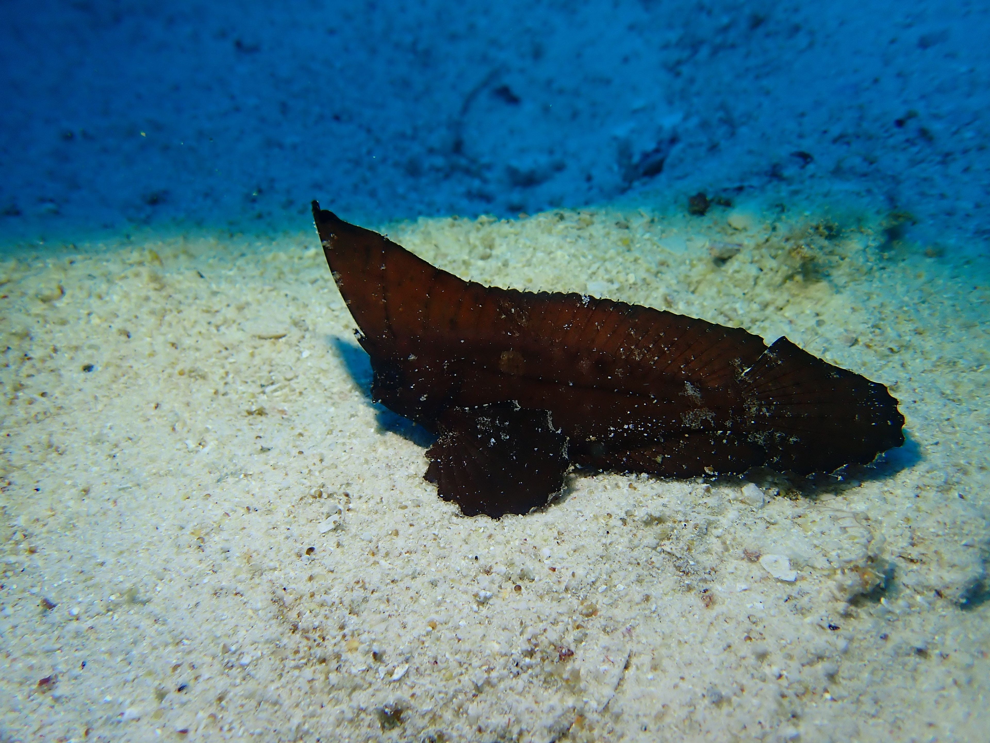 Freediving at Harruby Wreck