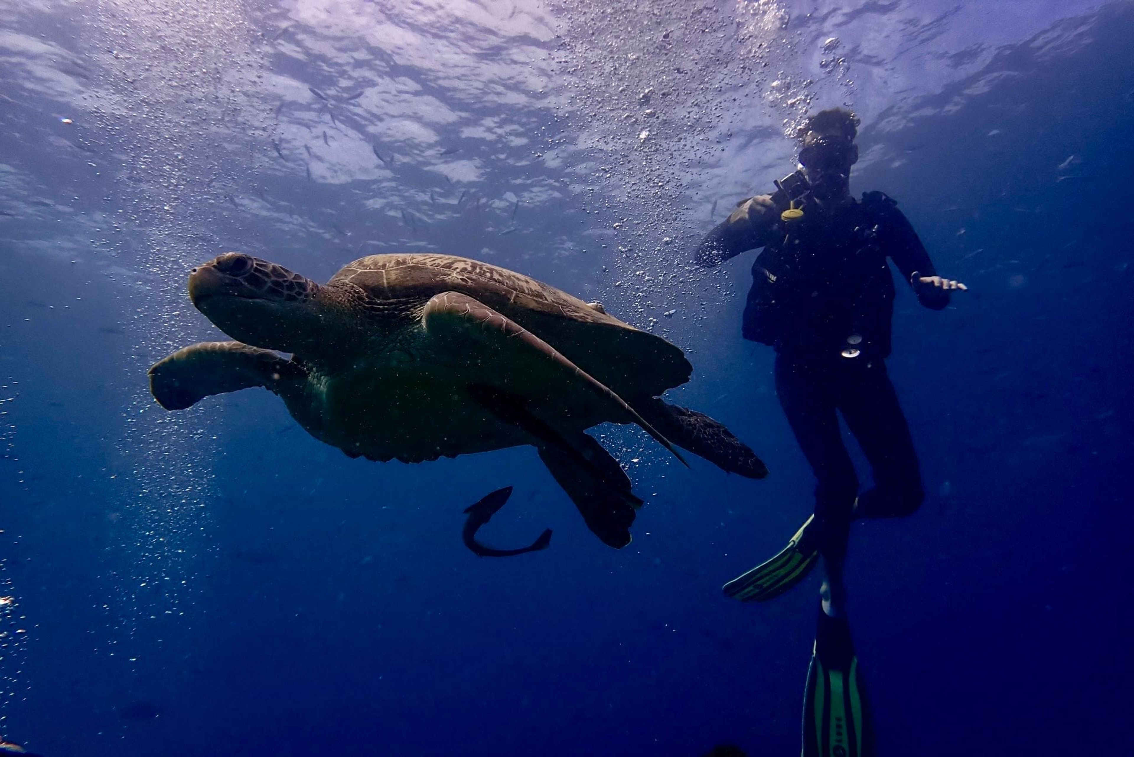 Dive #6