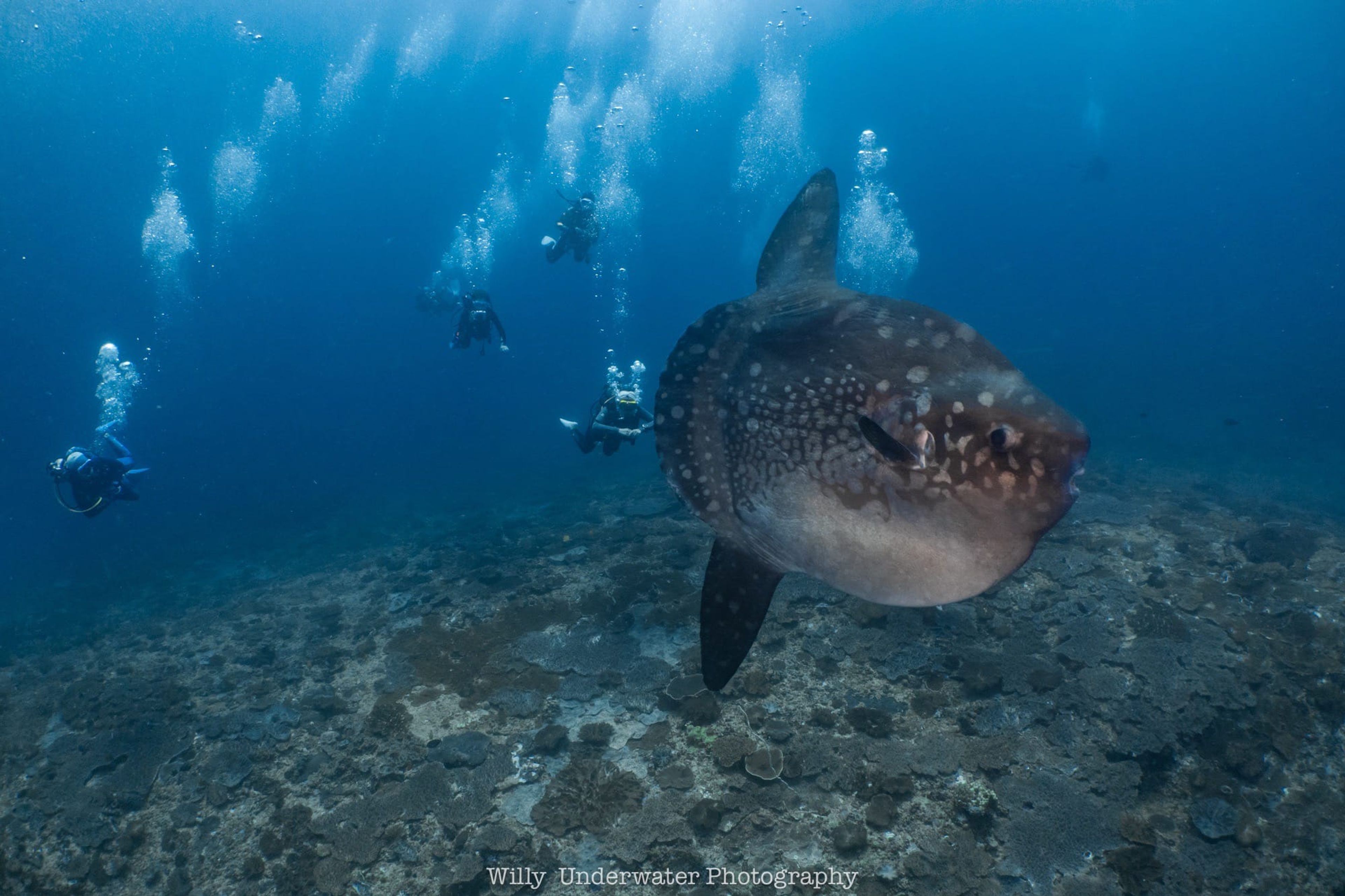 峇里島潛旅-192 第二潛看到manta&Mola-Mola水溫好低能見度20高清，終於解鎖啦