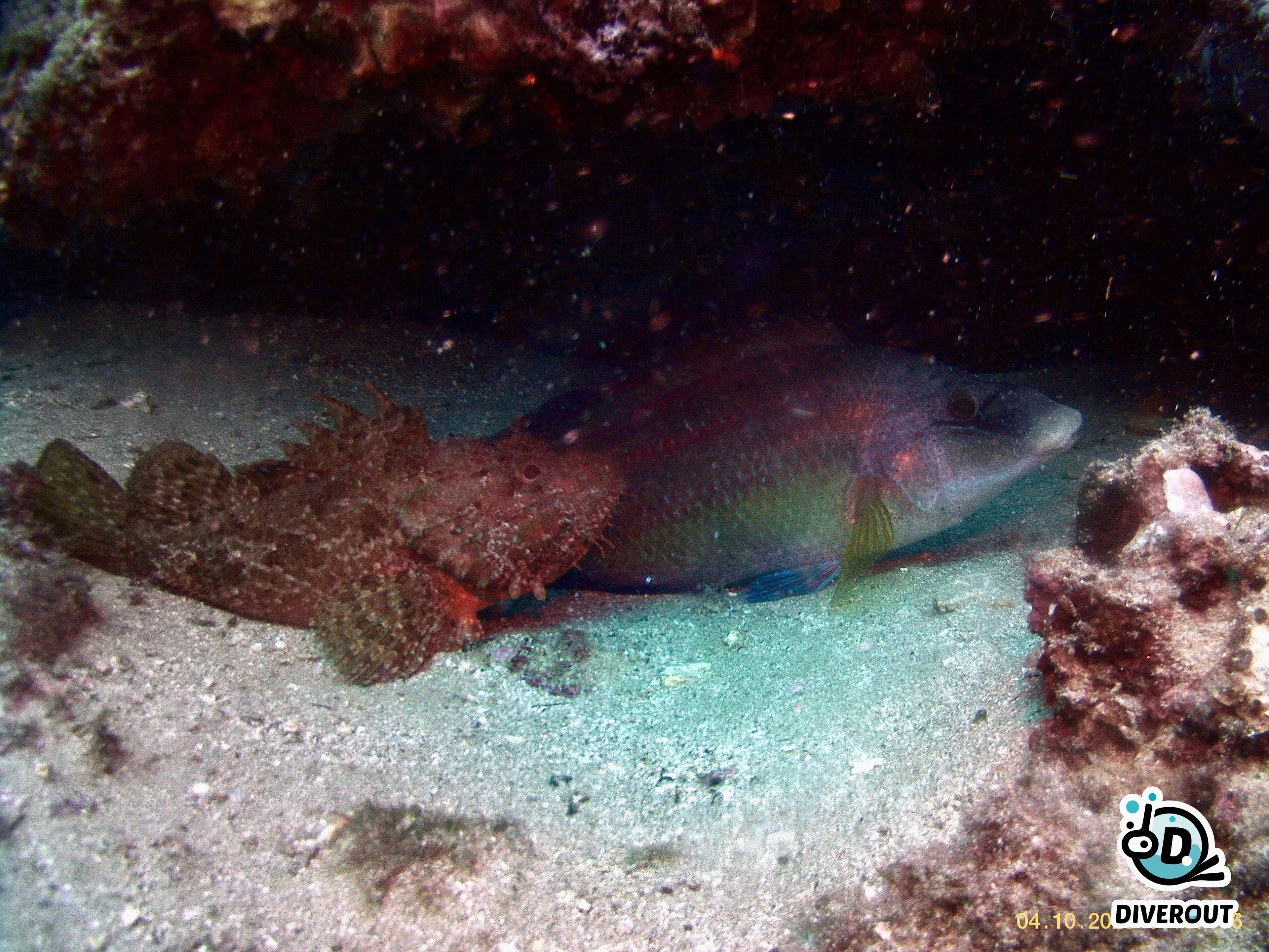 Scuba diving at Mar Menuda