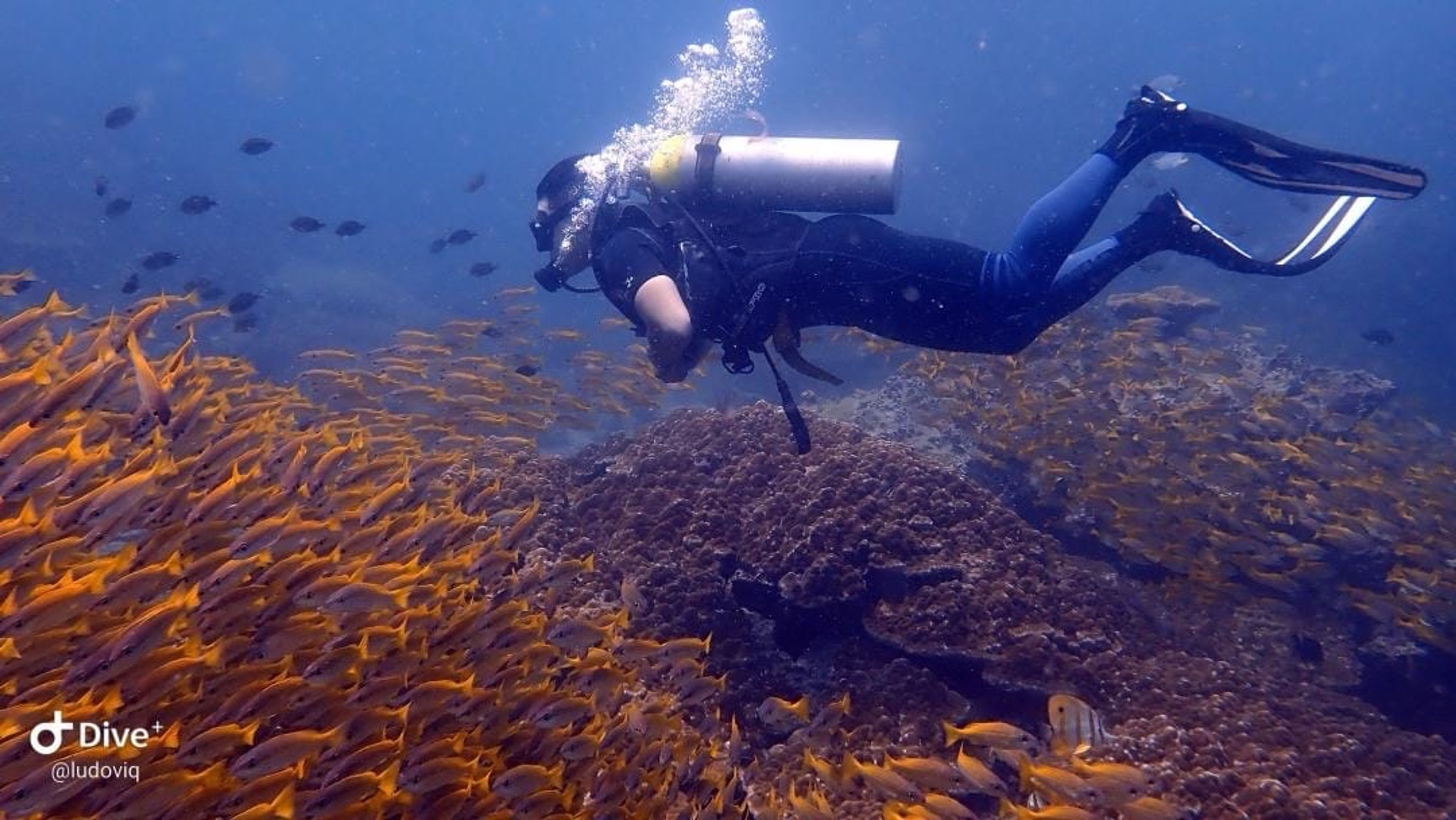 Scuba diving at Anemone Reef
