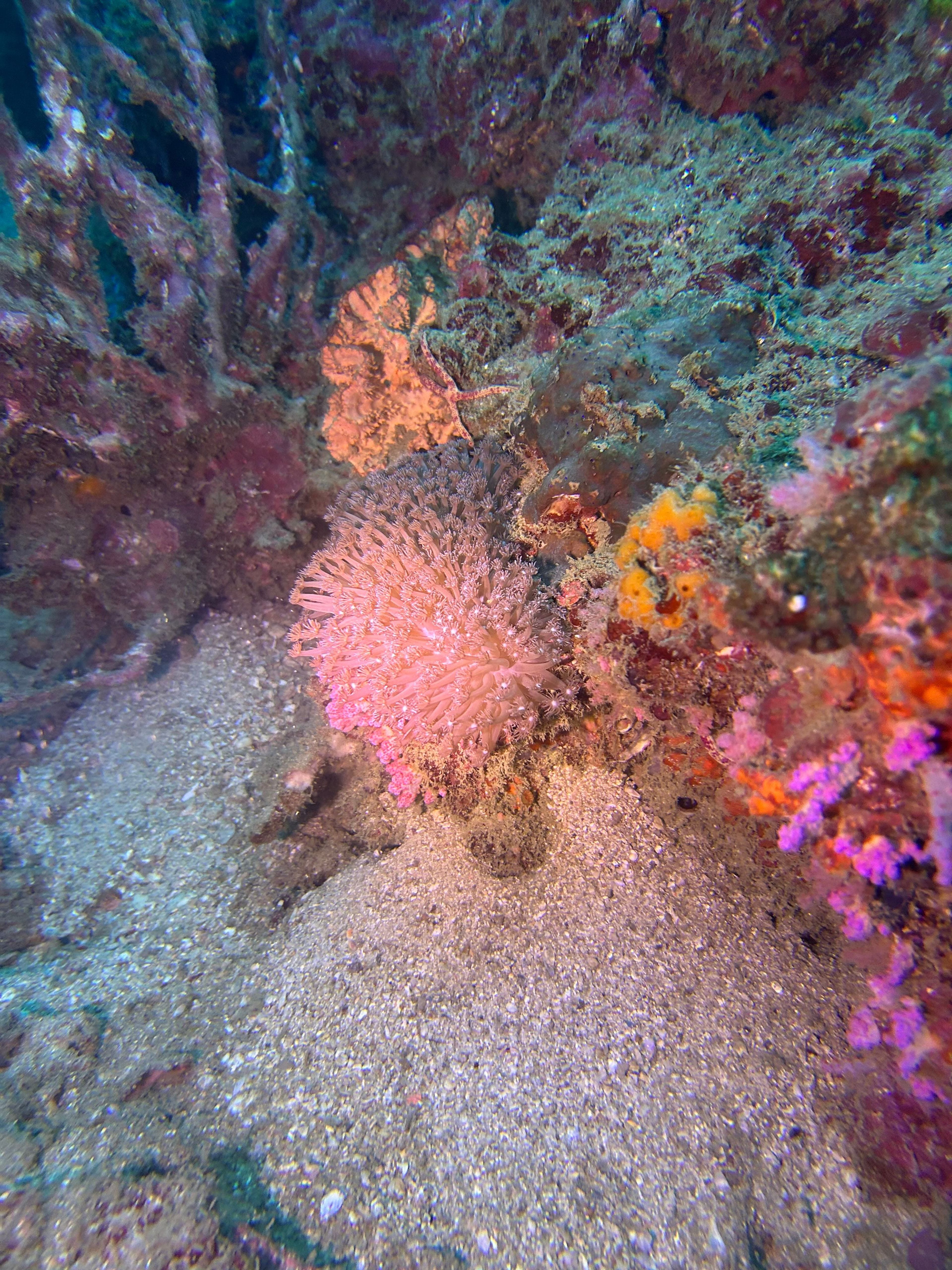Oceanic+