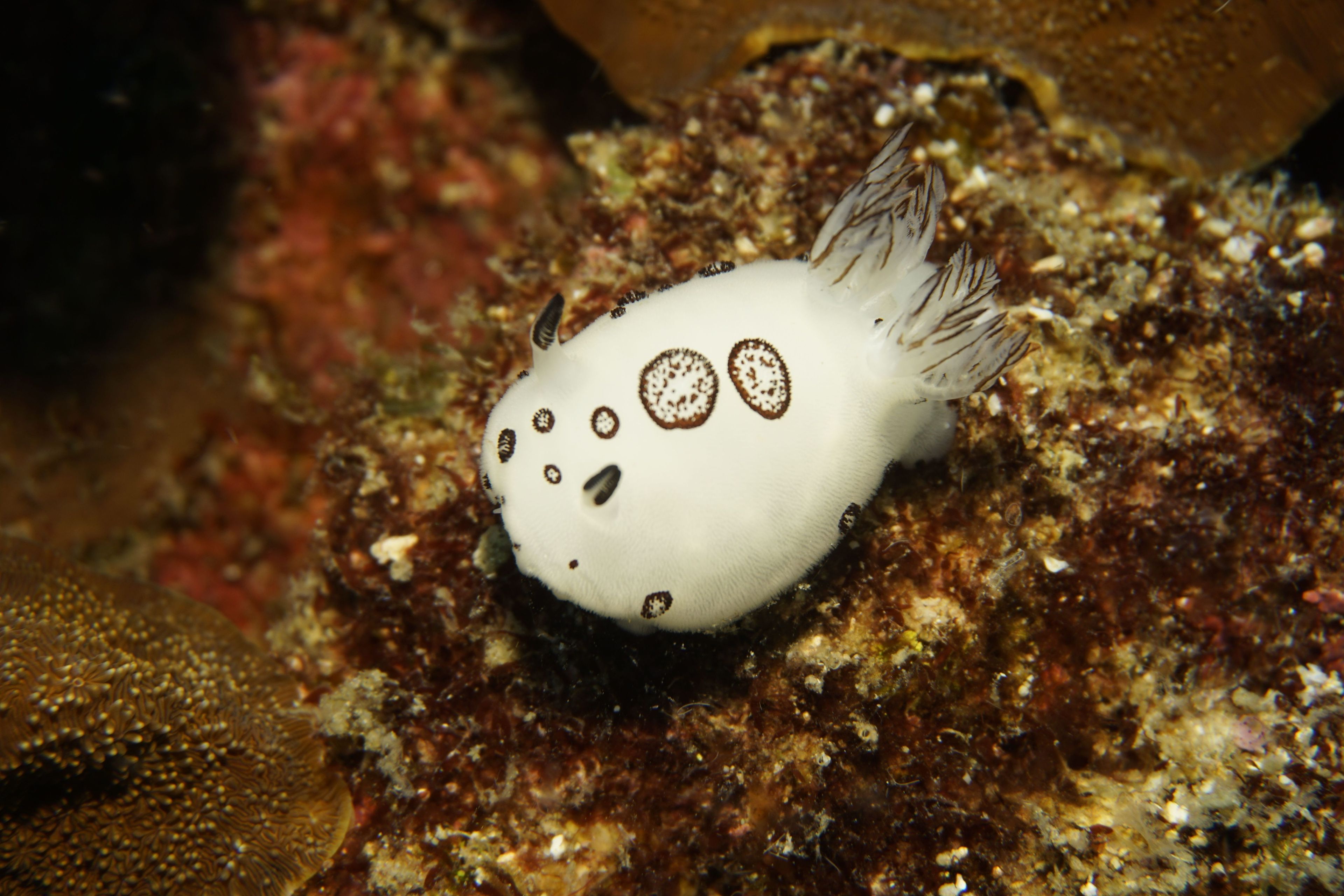Scuba diving at Pulau Lima