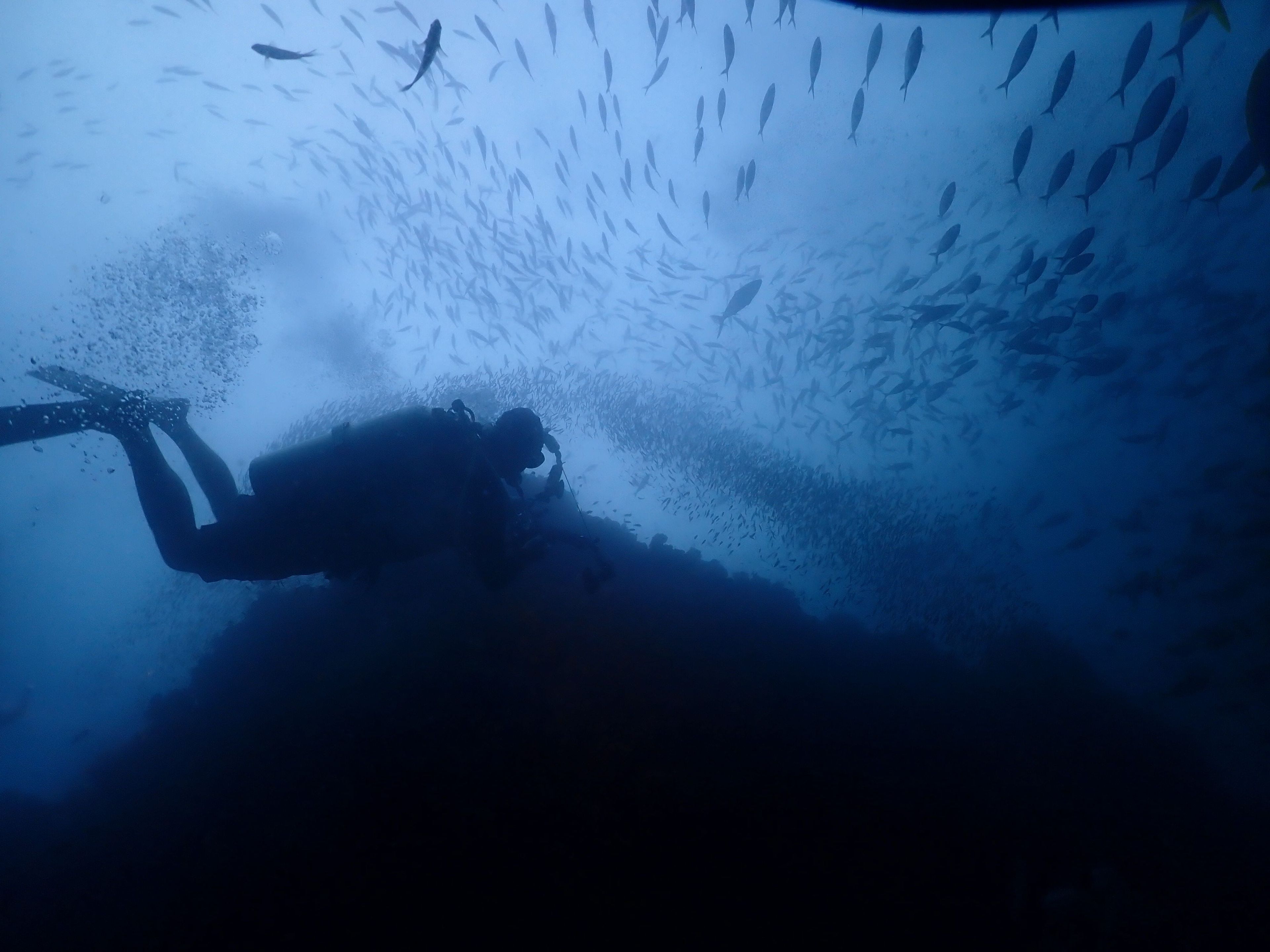 The Phinisi Day 3: Dive 4