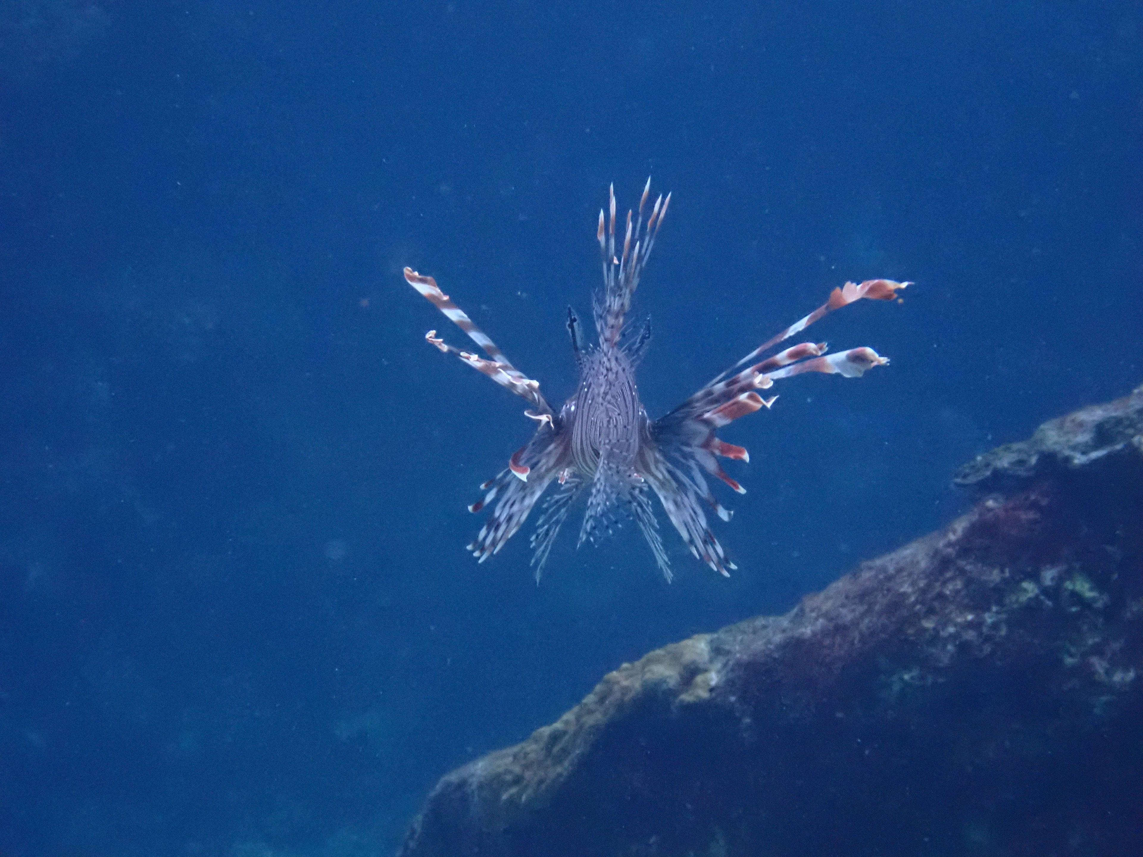 綠島鄉 單氣體潛水
