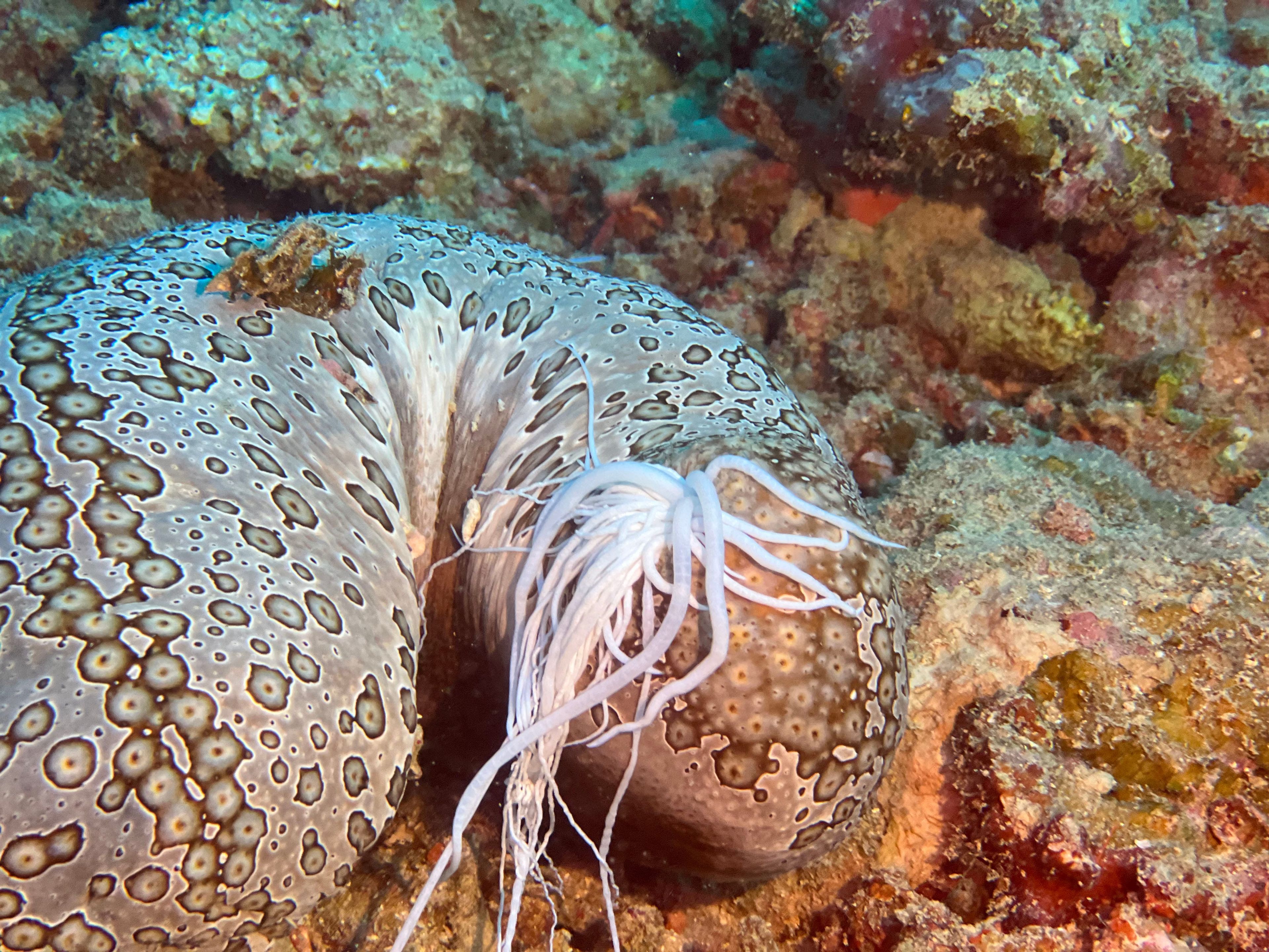 Oceanic+